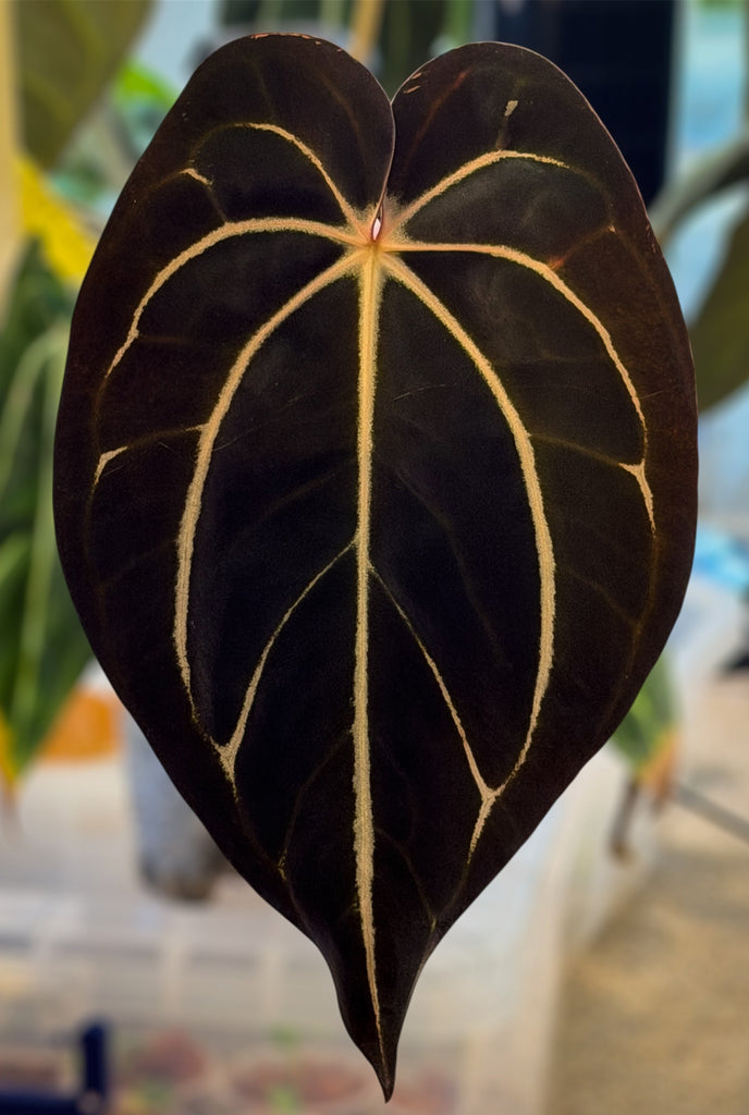 Anthurium Carlablackiae (Round x GPH001) x GPH001 (S1