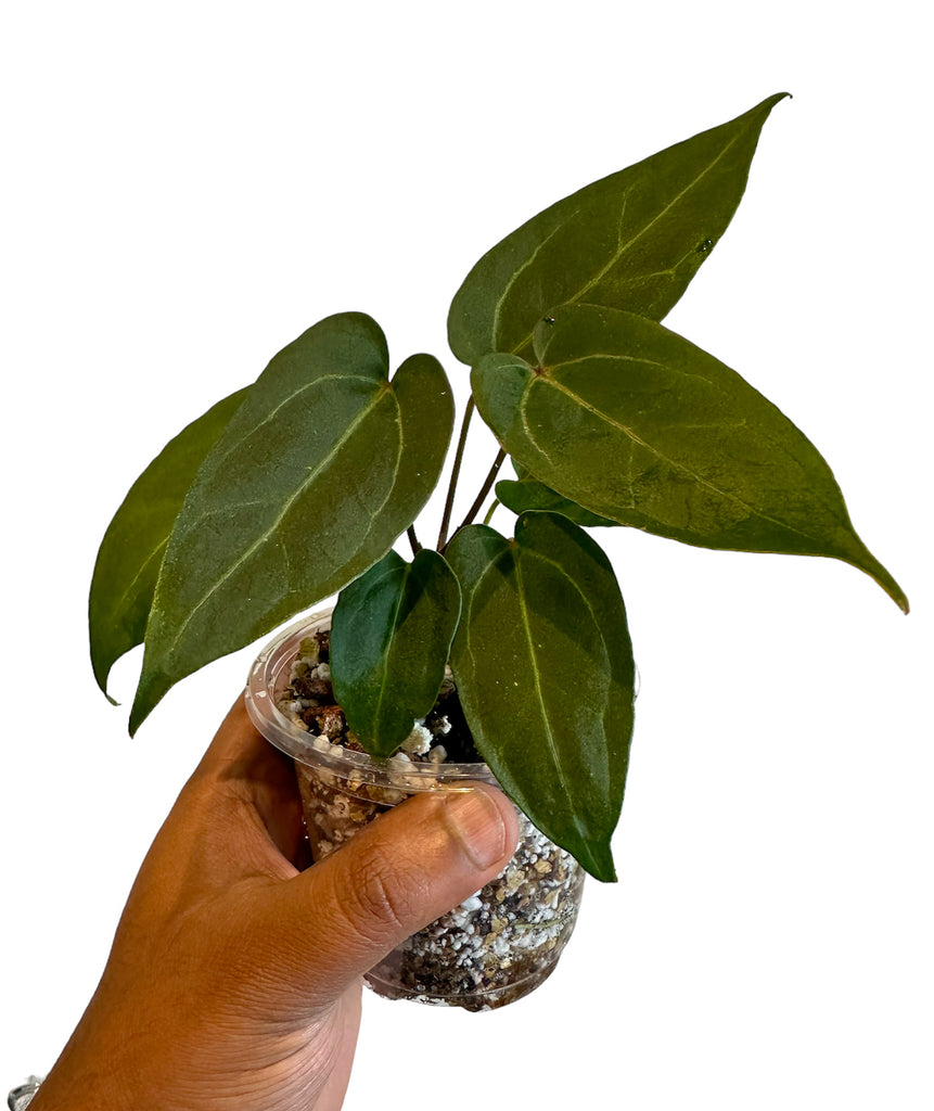 anthurium papillilaminum x self Buy Anthurium Papillilaminum X-One Online – HappiestPlants