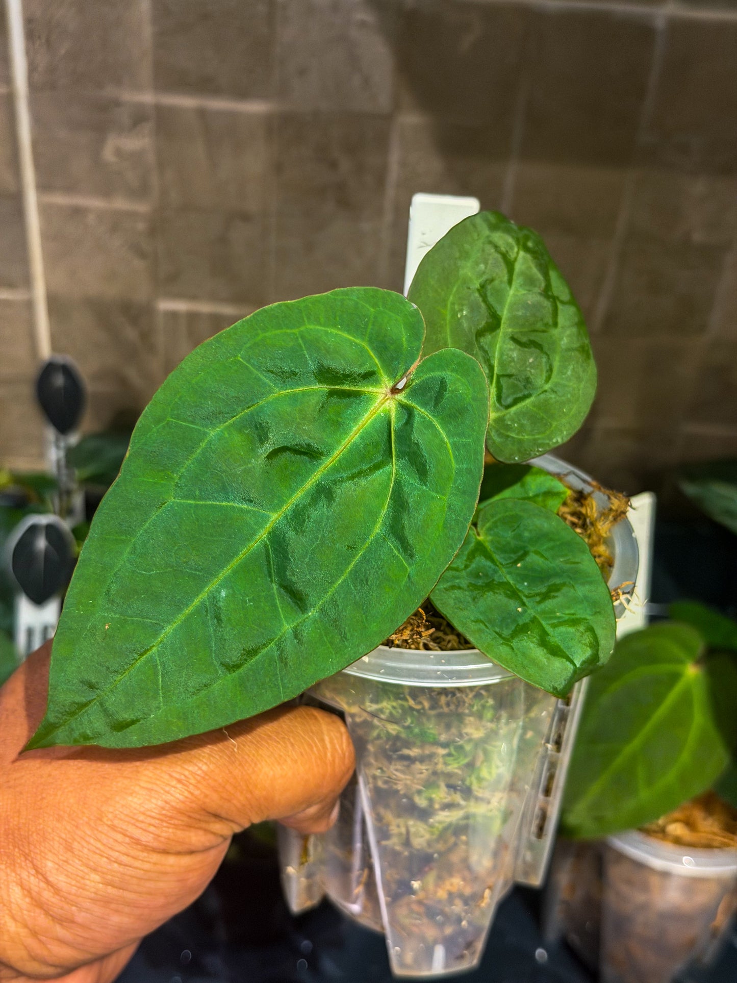 Anthurium Circus Peanuts x Wonderboy A