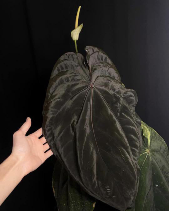 anthurium dressleri rg Anthurium Dressleri (Windy × RG F2) – HappiestPlants