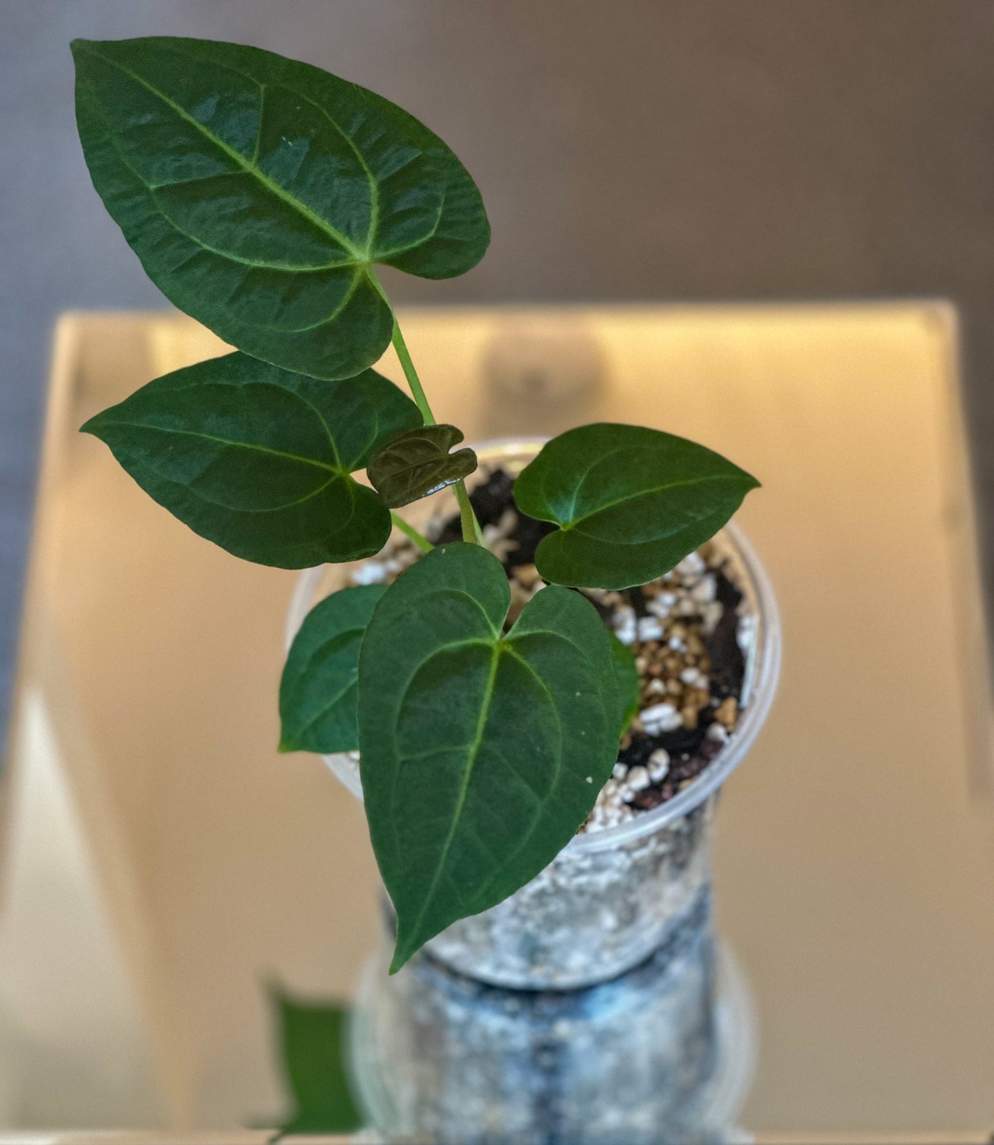 Anthurium Dressleri x Blaues Papillilaminum