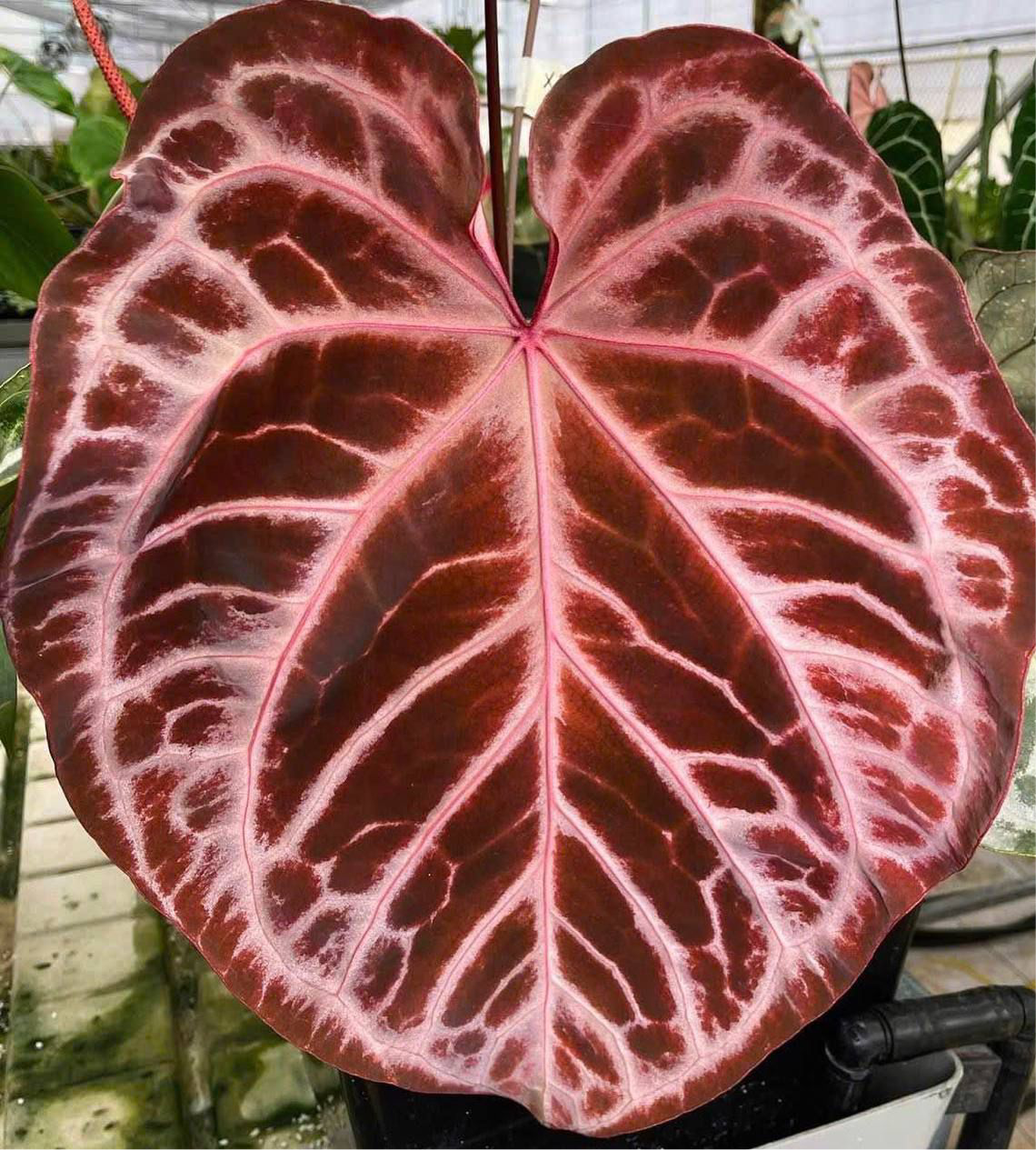 Anthurium Red Crystal × Pink Lemonade – HappiestPlants