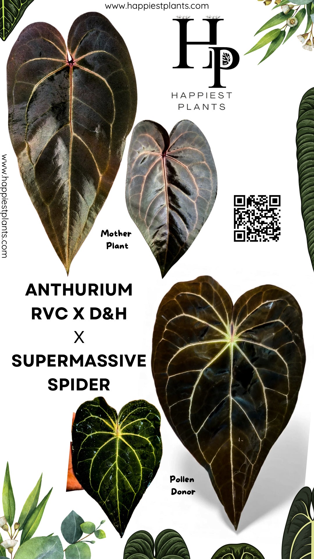 【週末セール】Anthurium 'ロムズブラック'実生 週末セール】Anthurium 'ロムズブラック'実生