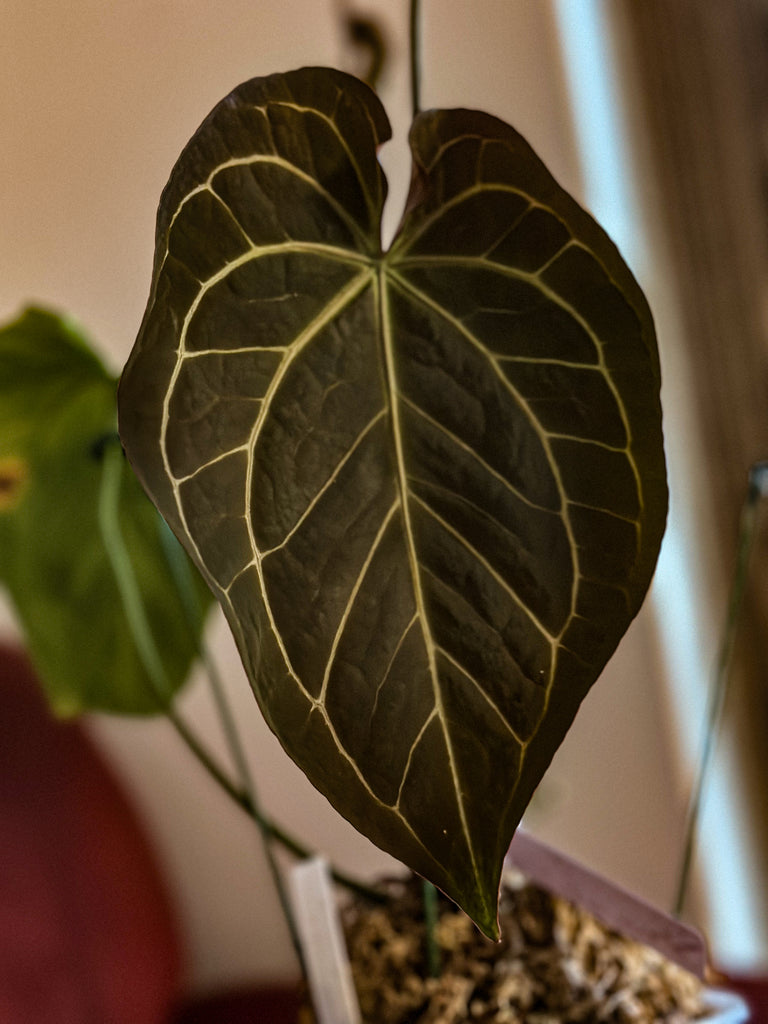 anthurium crypto Anthurium NOID