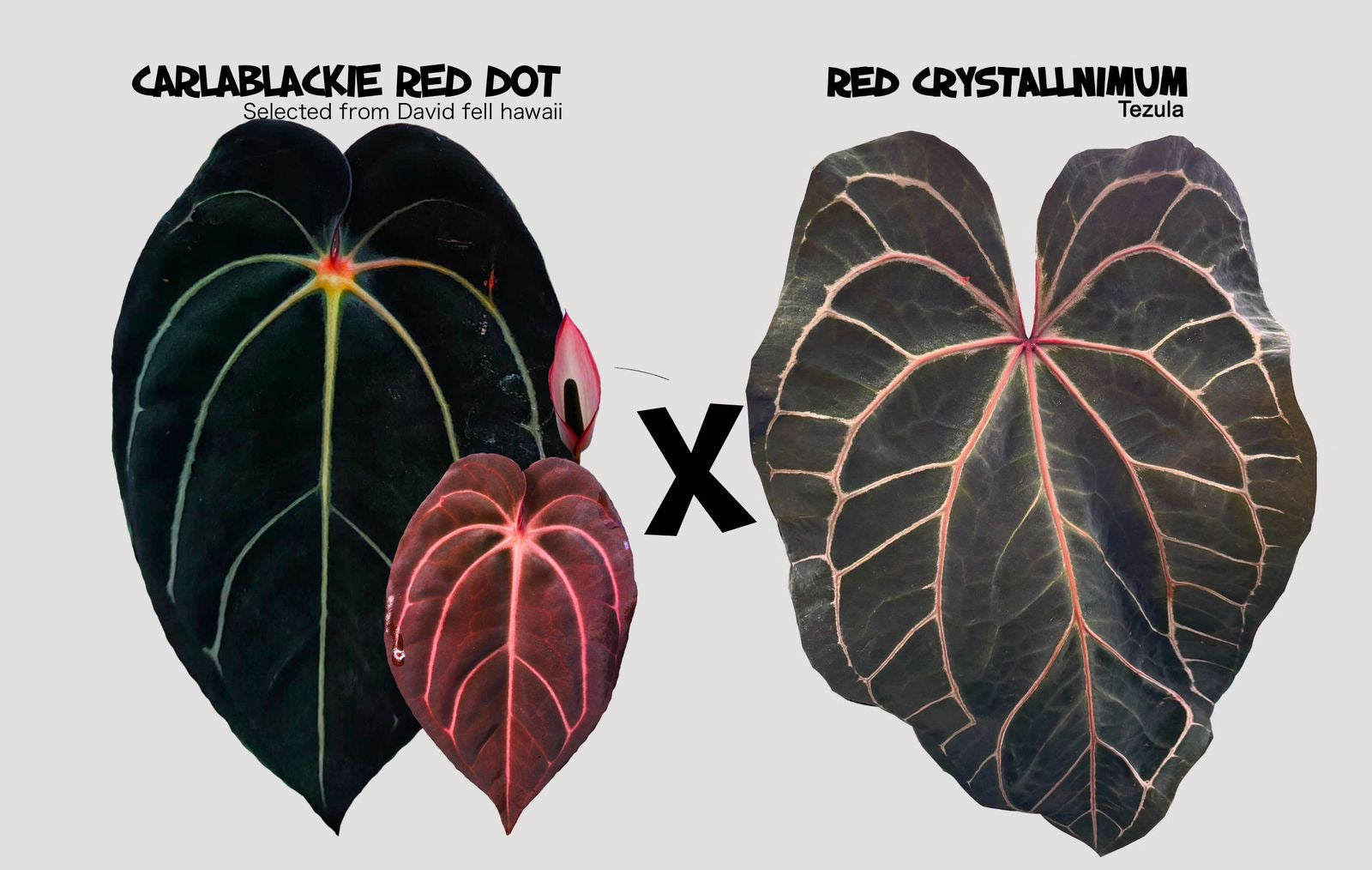anthurium sta morendo Anthurium Carla Evenstar – HappiestPlants