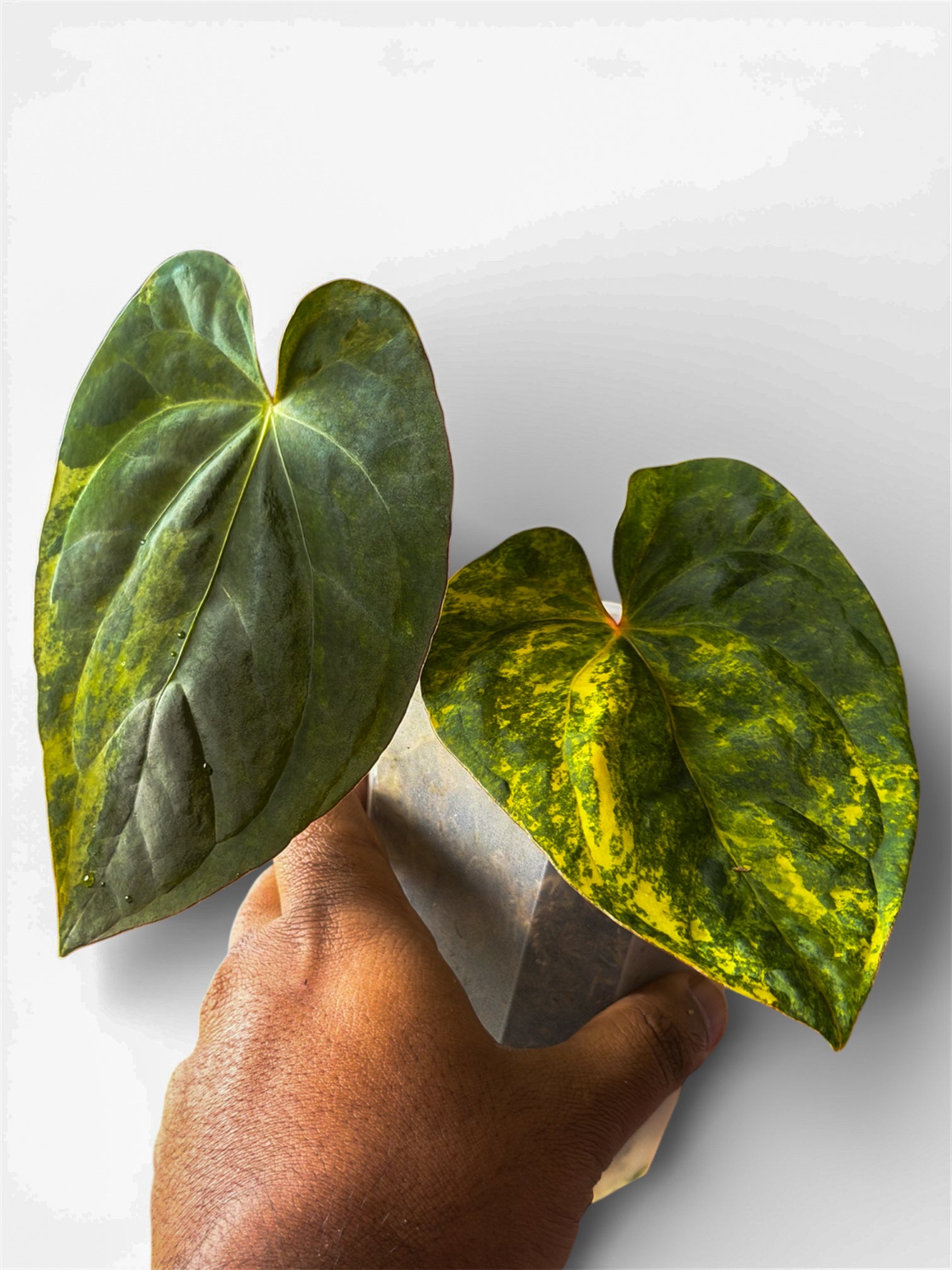 Subsignatum/Papi X FS/RVDP 個体 Anthurium (Papililamium 'Marie' x