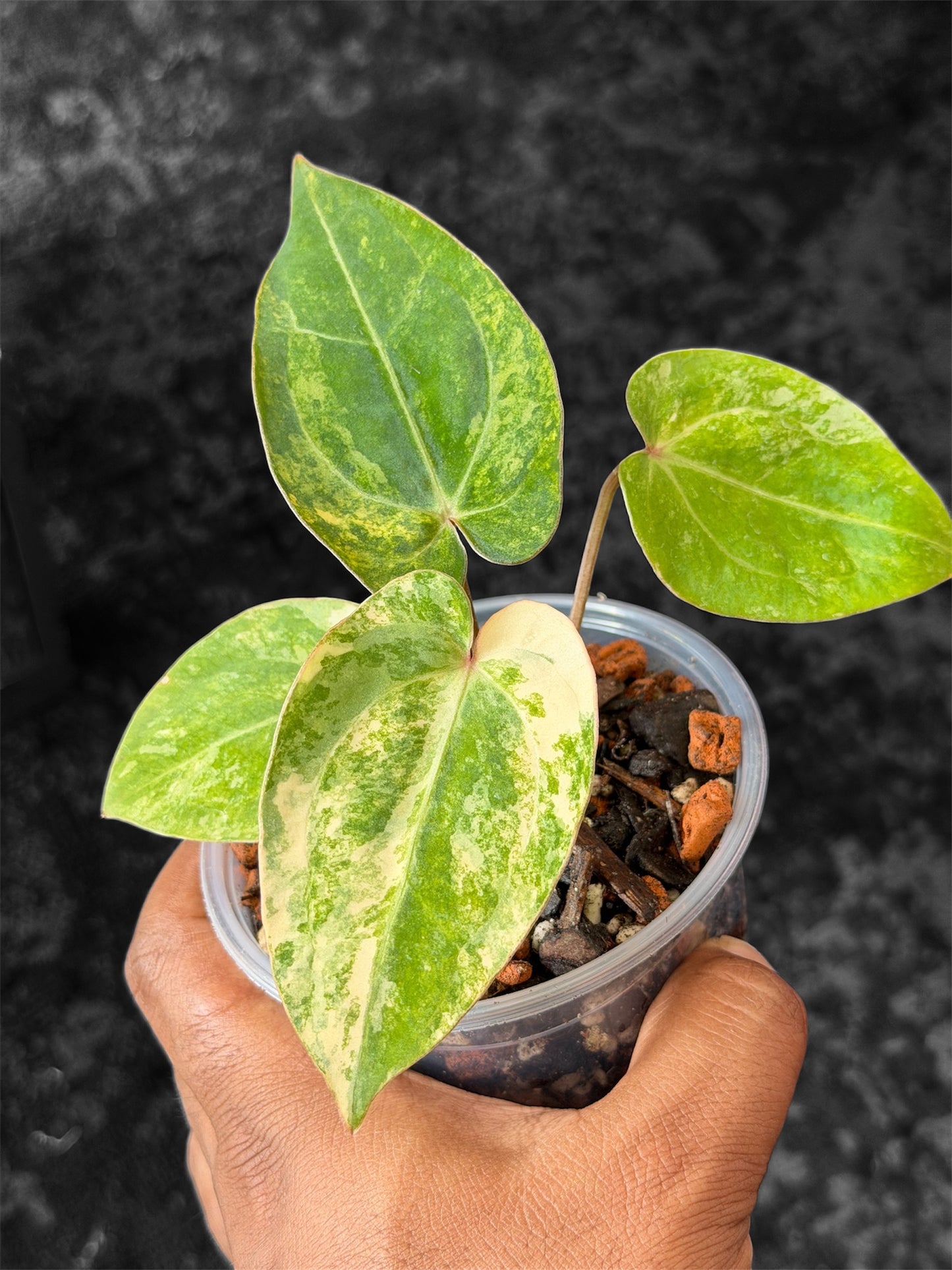 Anthurium Forgetii Var x Carlablackiae AU1