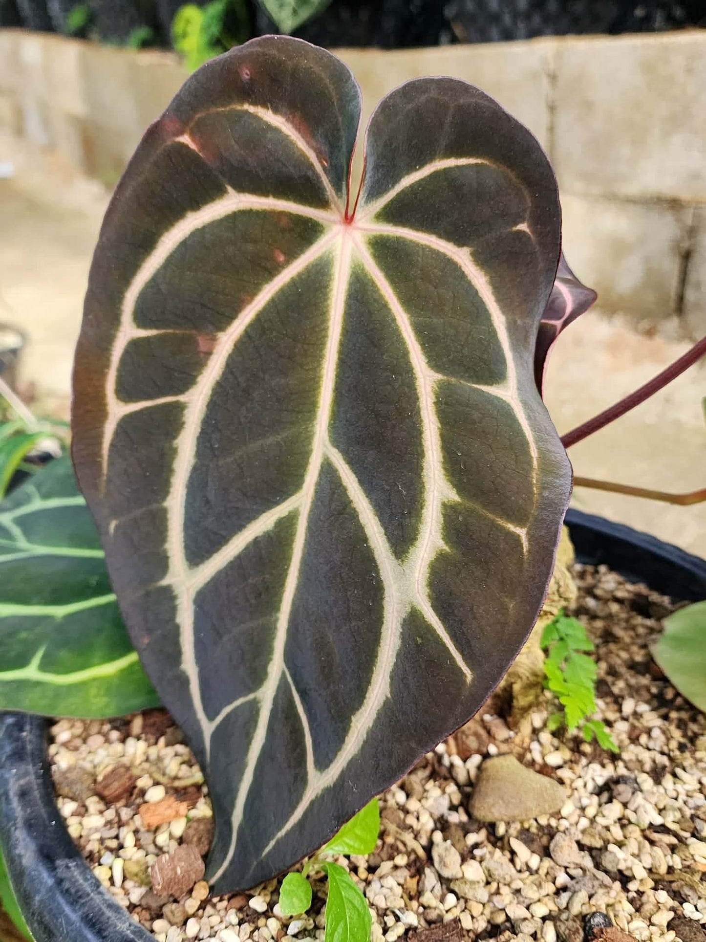 Anthurium Forgetii Var x Carlablackiae