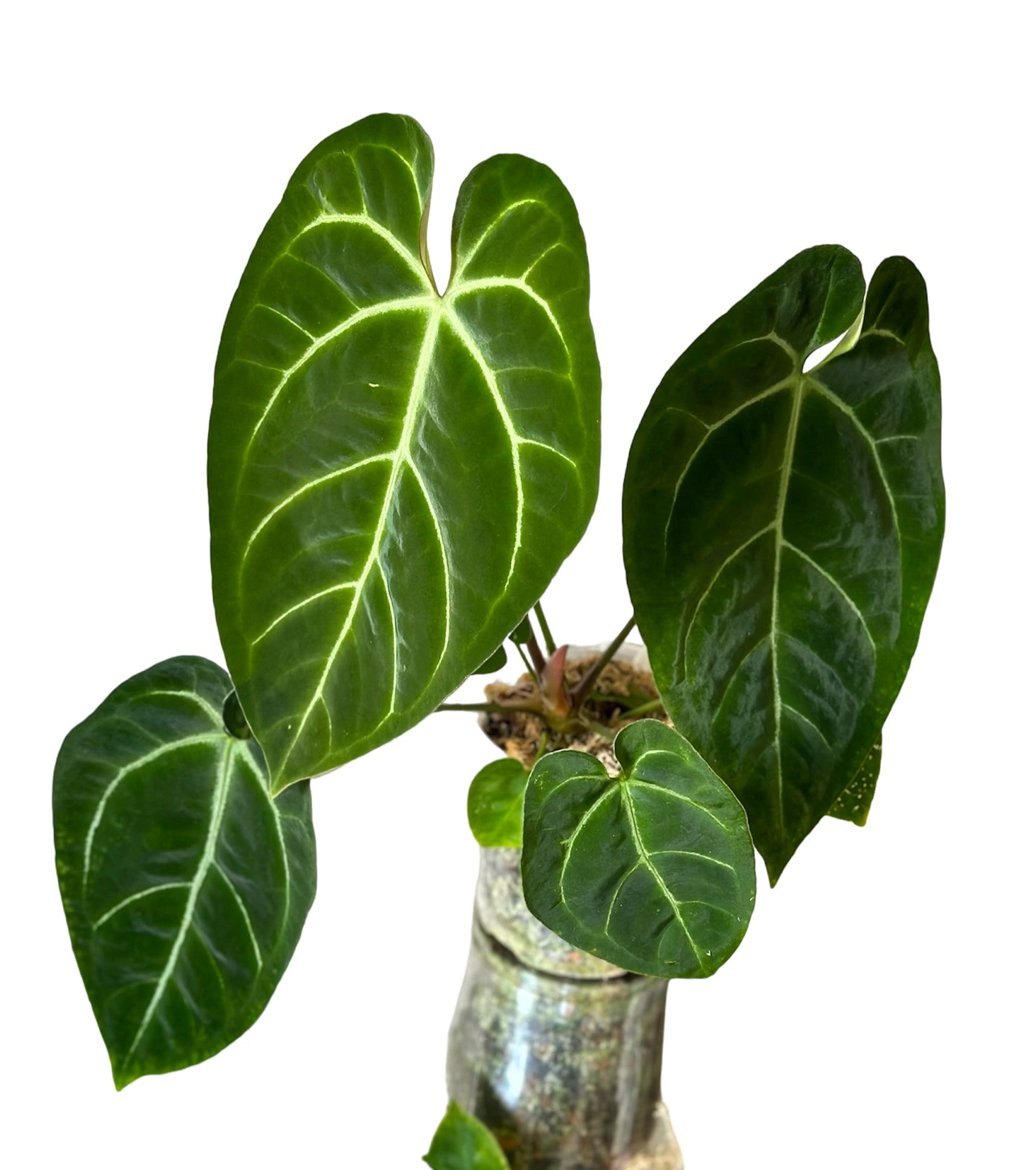 anthurium hoffmanii Anthurium Hoffmani x Ace of Spades (AOS) – HappiestPlants