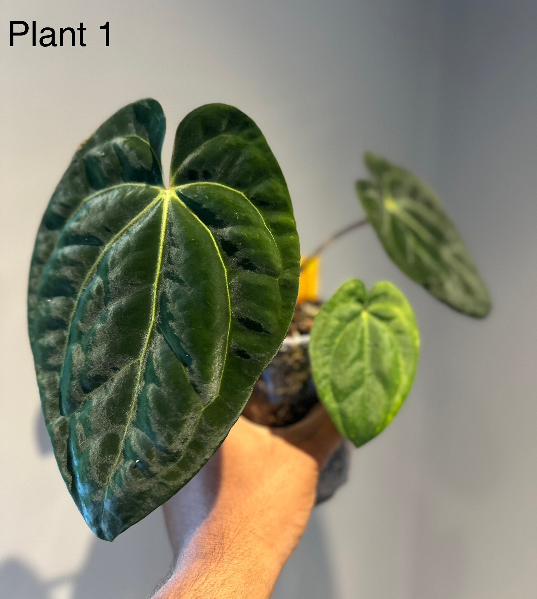 anthurium carlablackiae x papillilaminum Anthurium Papillilaminum Variegated x Carlablackiae AU1 – HappiestPlants