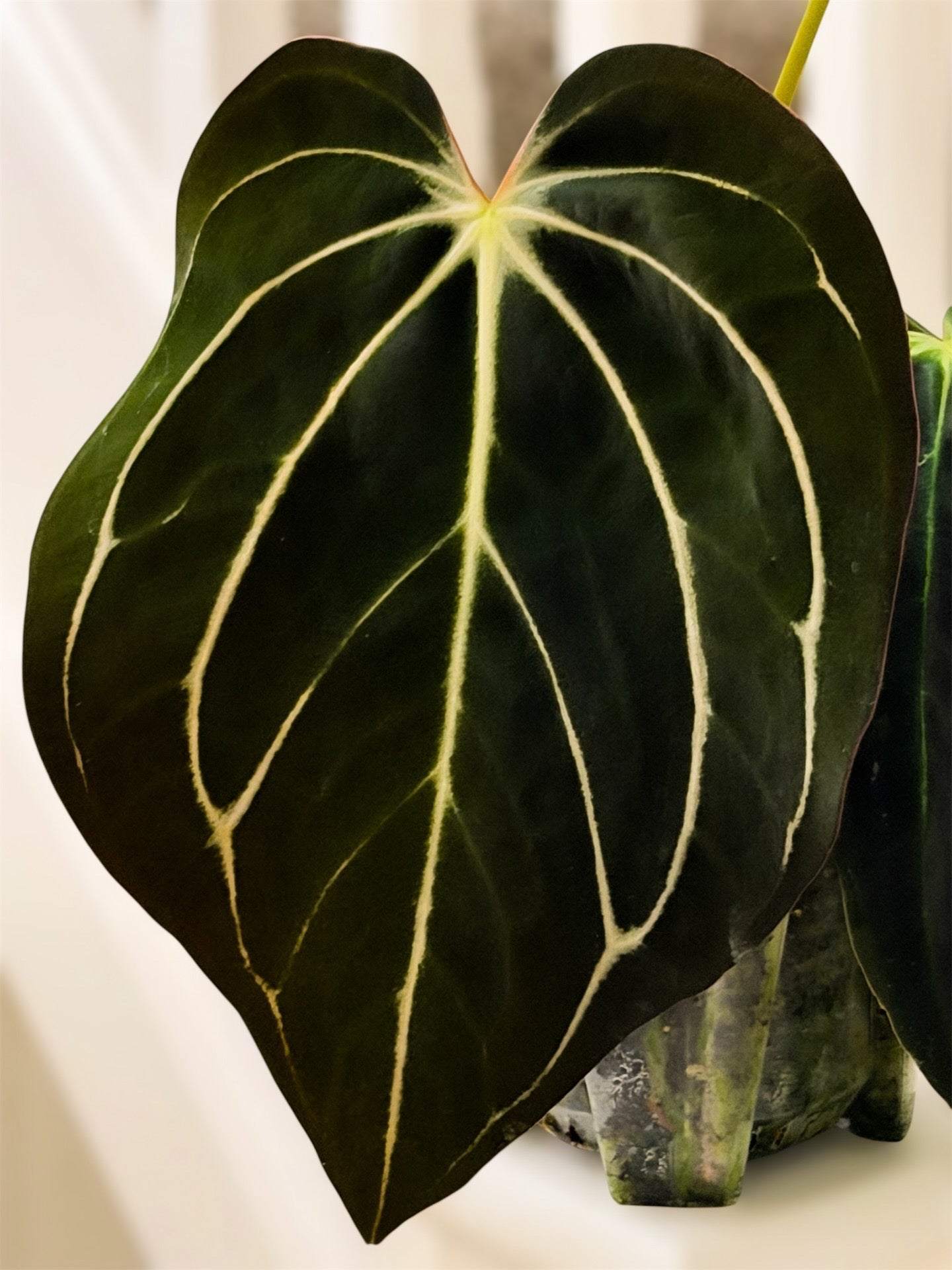 Anthurium Carlablackiae - Peter Parker S1 Holdback - Clone