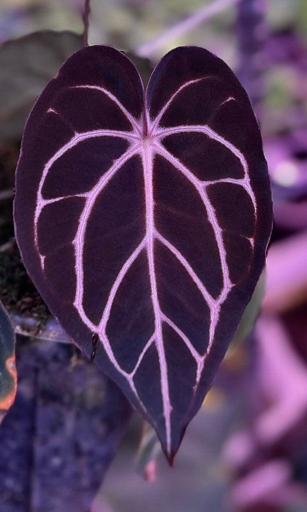 Carlablackiae round x gph001