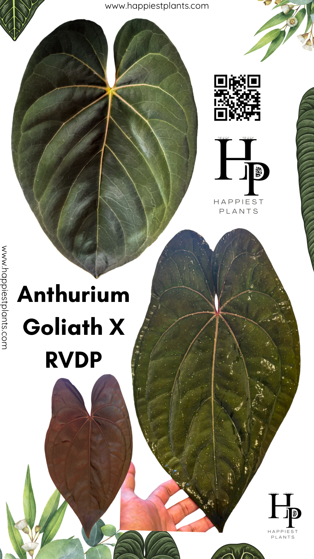 anthurium lavinia Anthurium Goliath x RVDP – HappiestPlants