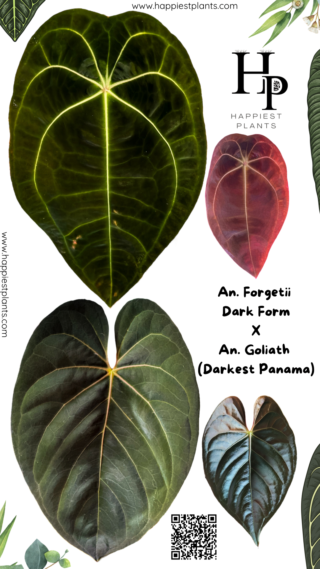 anthurium magnificum x forgetii Anthurium Forgetii DF x Anthurium Goliath – HappiestPlants