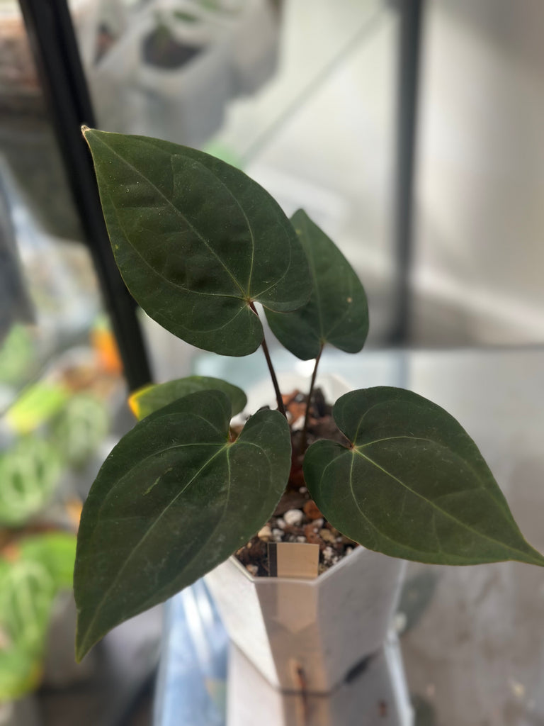 Anthurium Dressleri (NSE) x RVDP – HappiestPlants