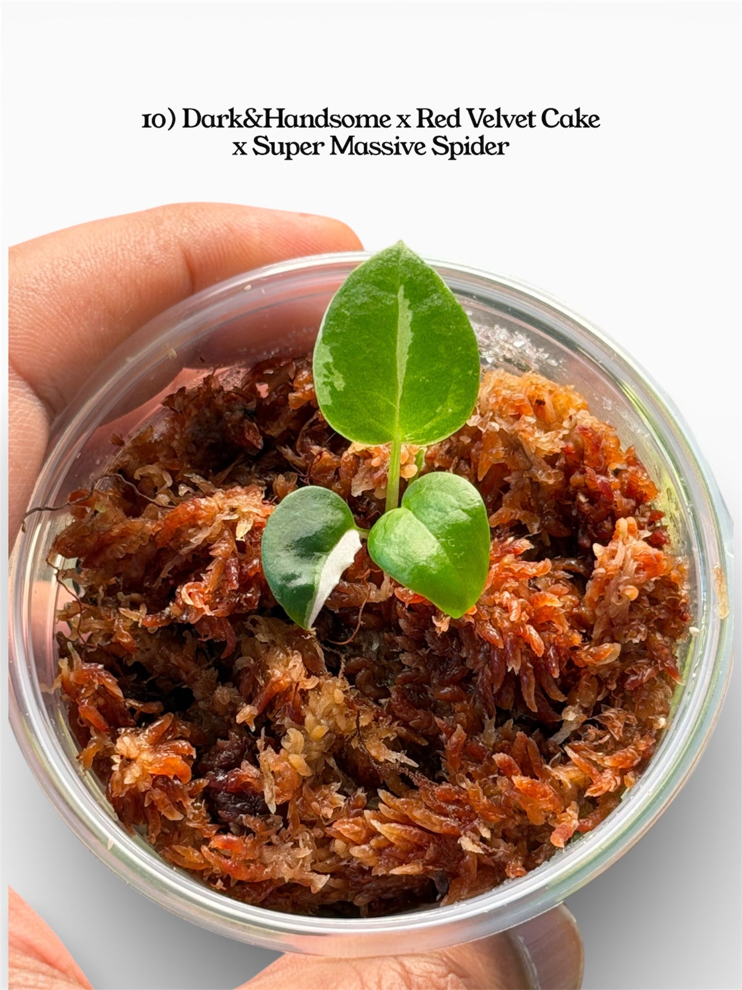 Anthurium Variegated Seedlings