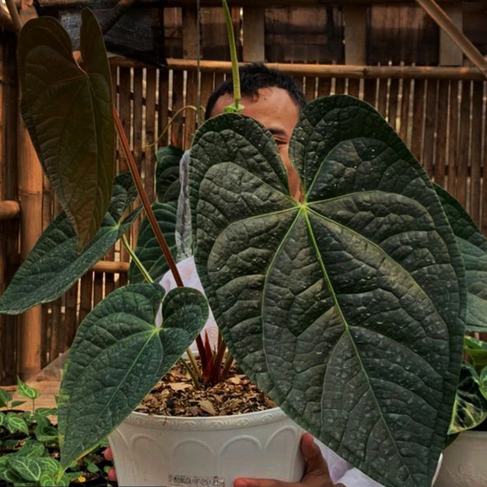 anthurium luxurians Anthurium Luxurian Exquisite Elegance