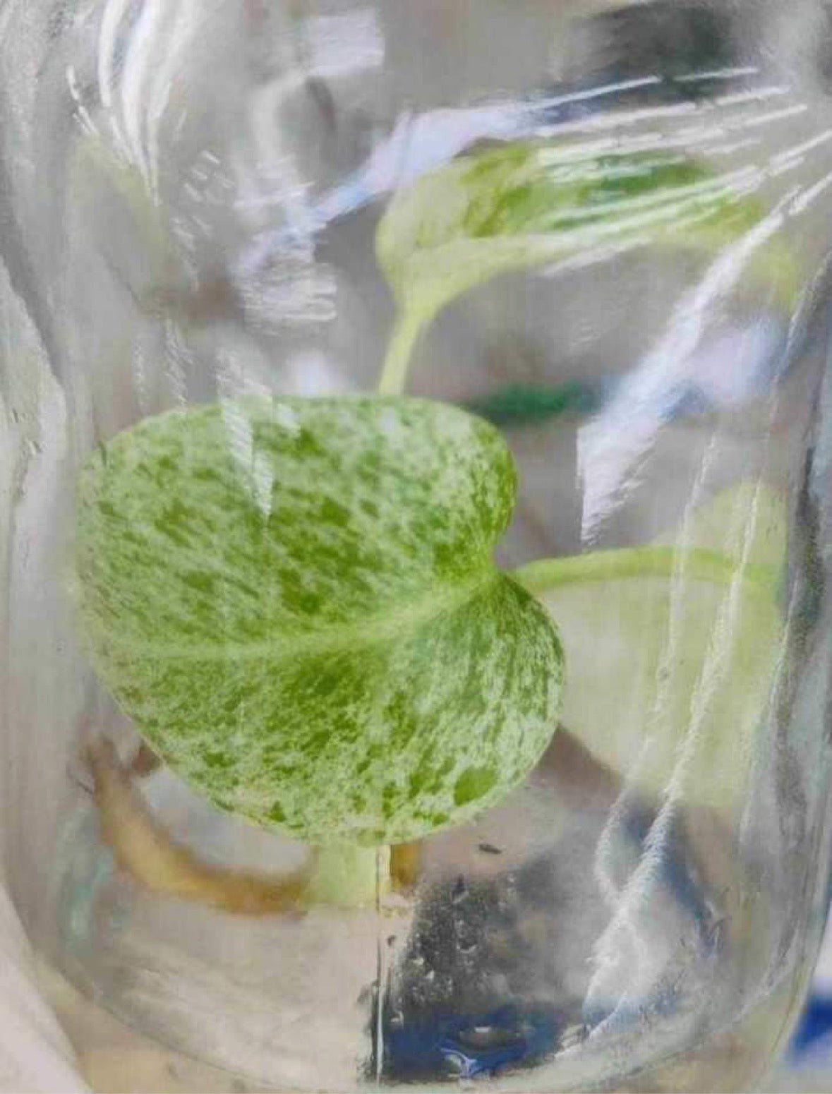 Monstera Delicosia Mint in uk