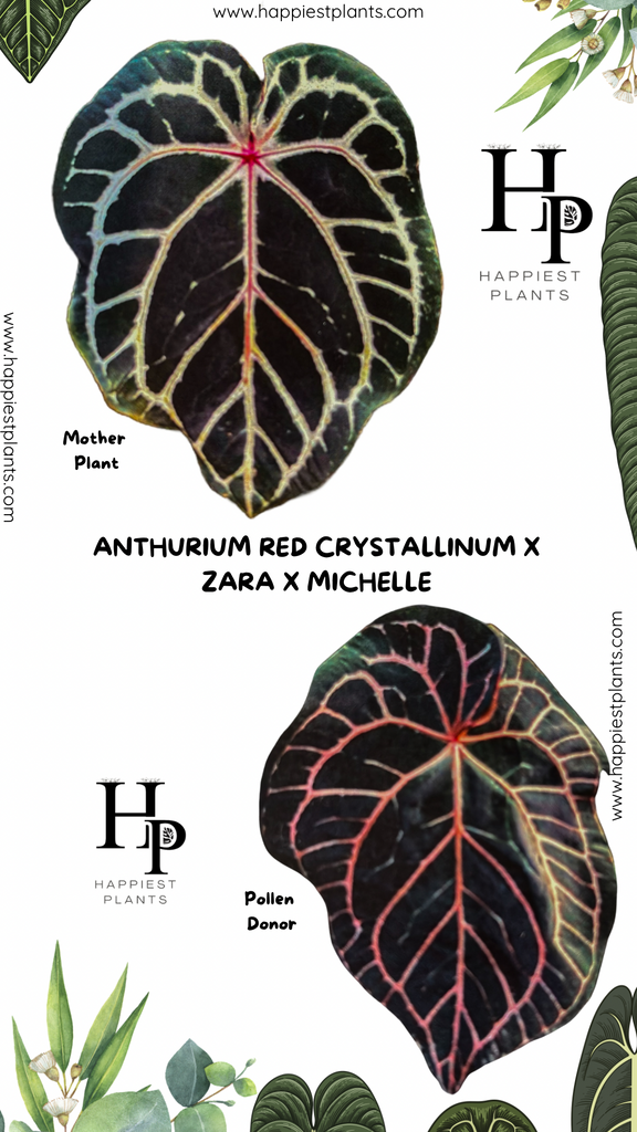 Anthurium Red Crystallinum X ZxM – HappiestPlants Anthurium Red Crystallinum X ZxM – HappiestPlants