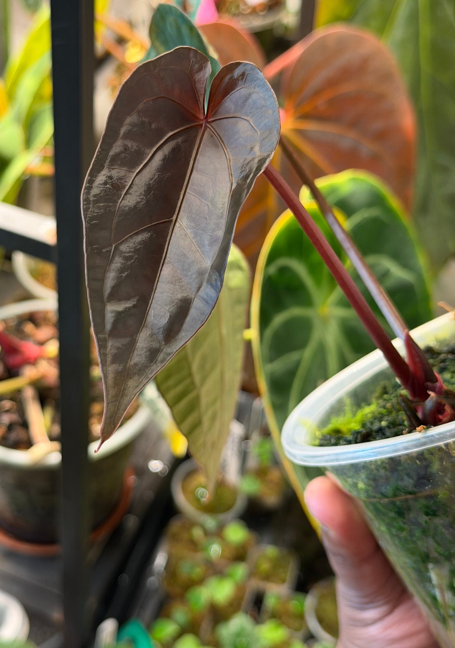 Anthurium Ace of Spades - Limited Edition Clone from the Original Plant