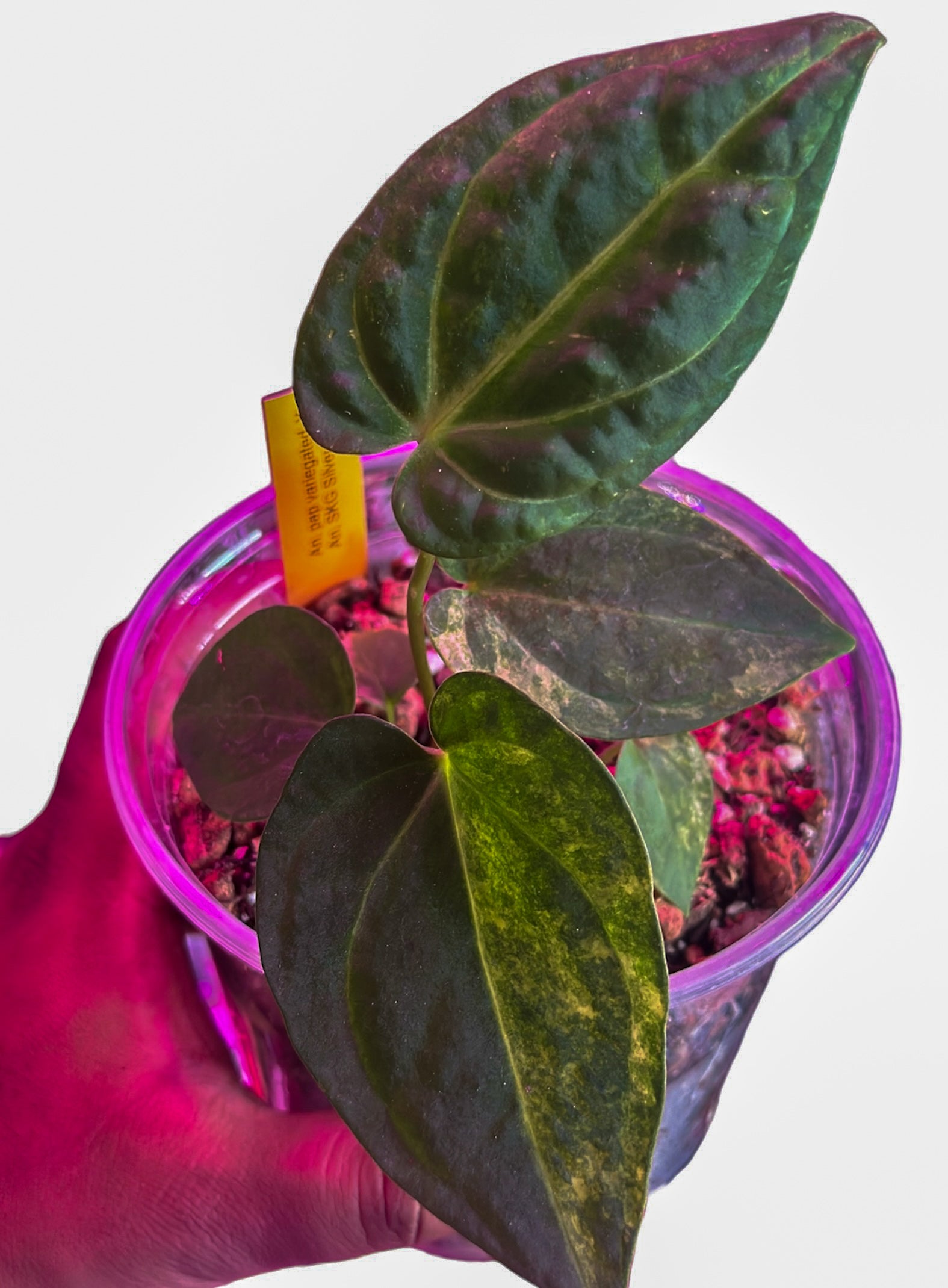 anthurium thai hybrid variegata Anthurium Papillilaminum Variegated x SKG Silver – HappiestPlants