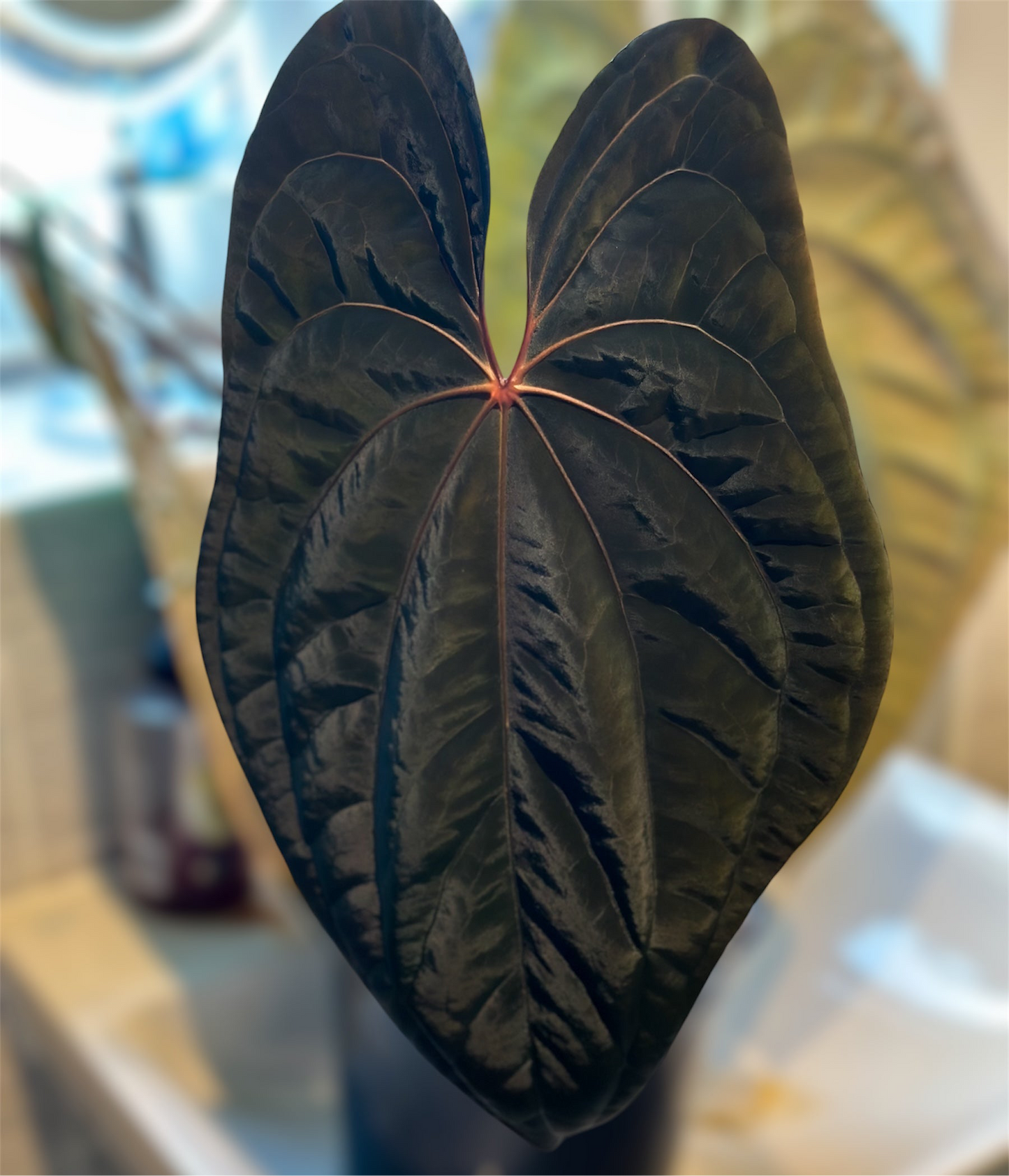 Anthurium (Tezula Red Crystal x Pap LLB) x RVDP