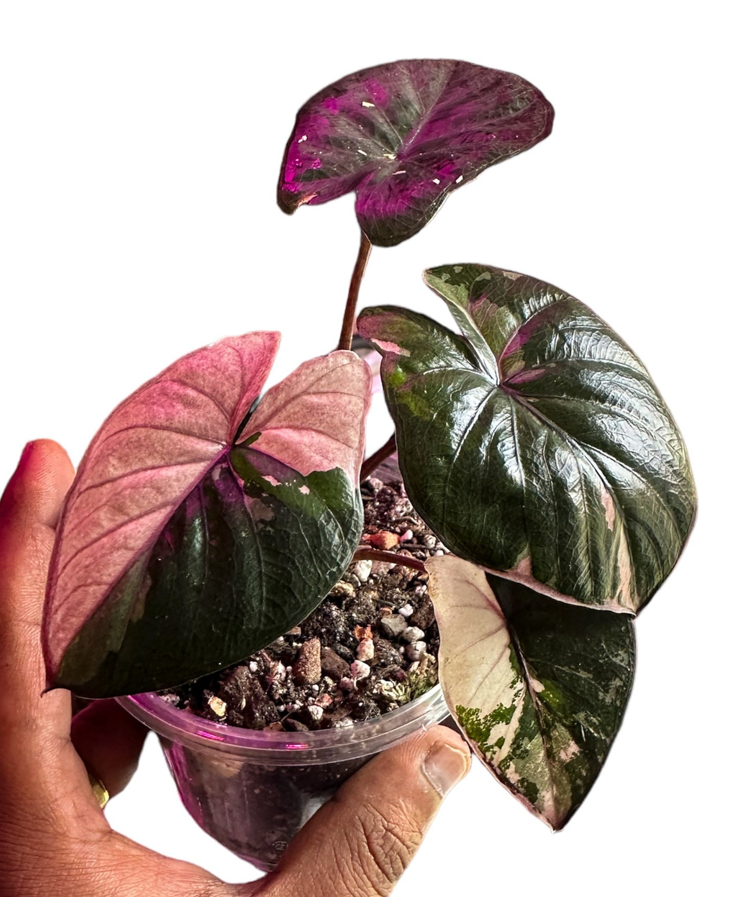 Alocasia Serendipity panaché