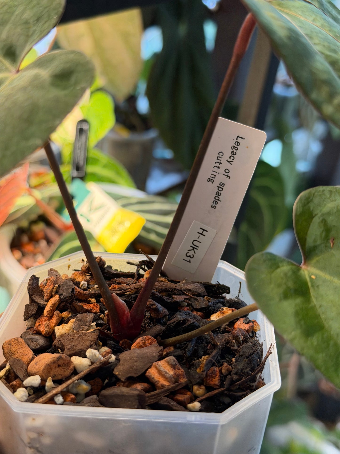 Anthurium Legacy of Spades Original Clones