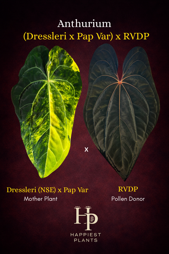 Anthurium (Dressleri x Pap Var) x RVDP – HappiestPlants