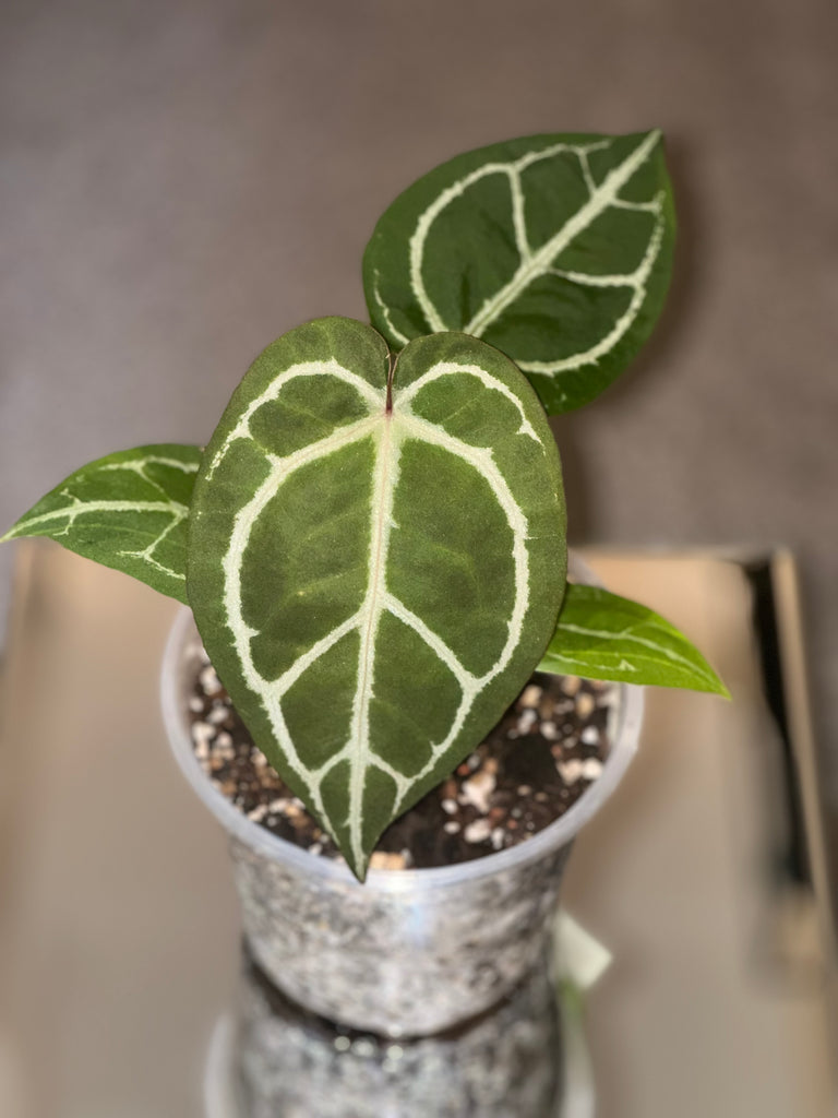 F6A84CD4-EBAA-45E5-9C3B-