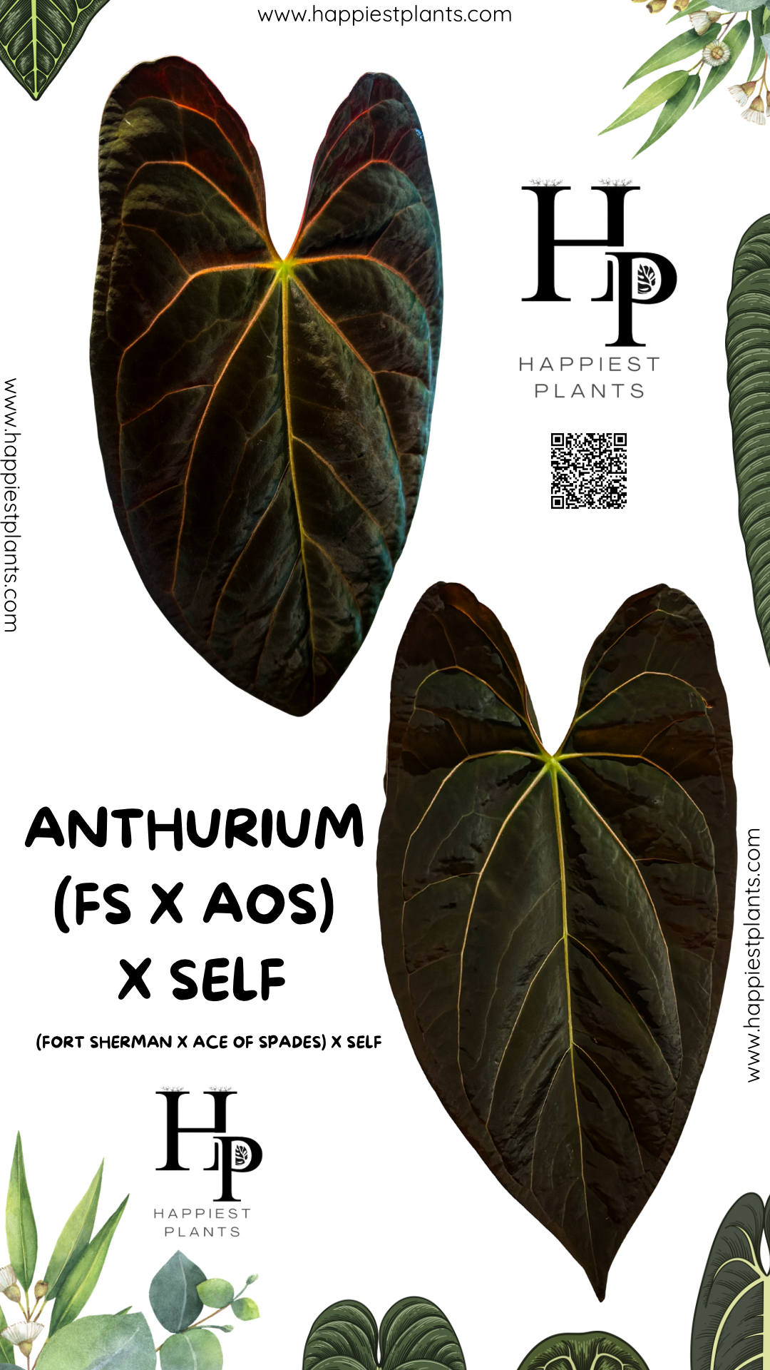 FS x AOS) x Self – HappiestPlants FS x AOS) x Self – HappiestPlants