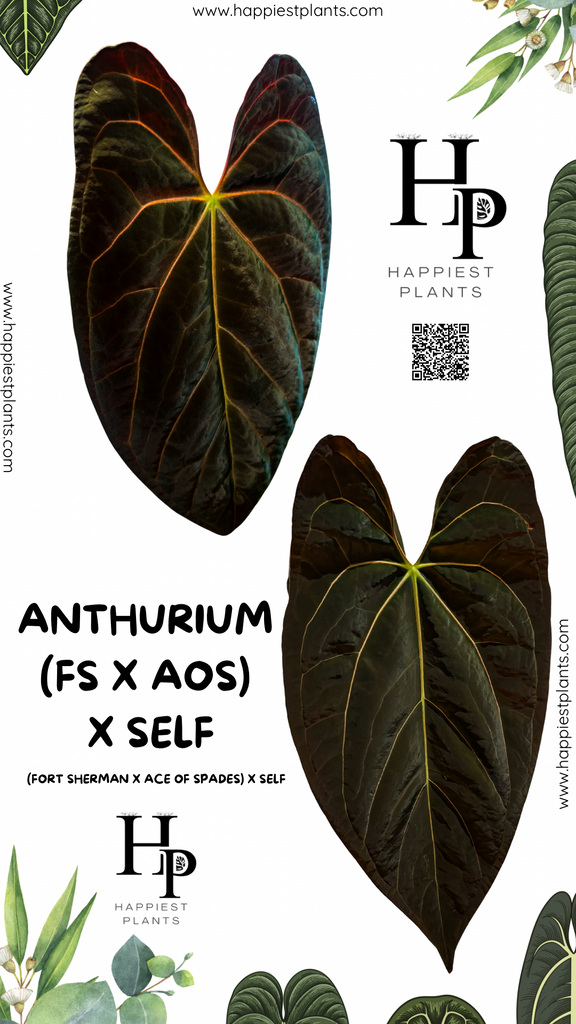 anthurium camo FS x AOS) x Self – HappiestPlants