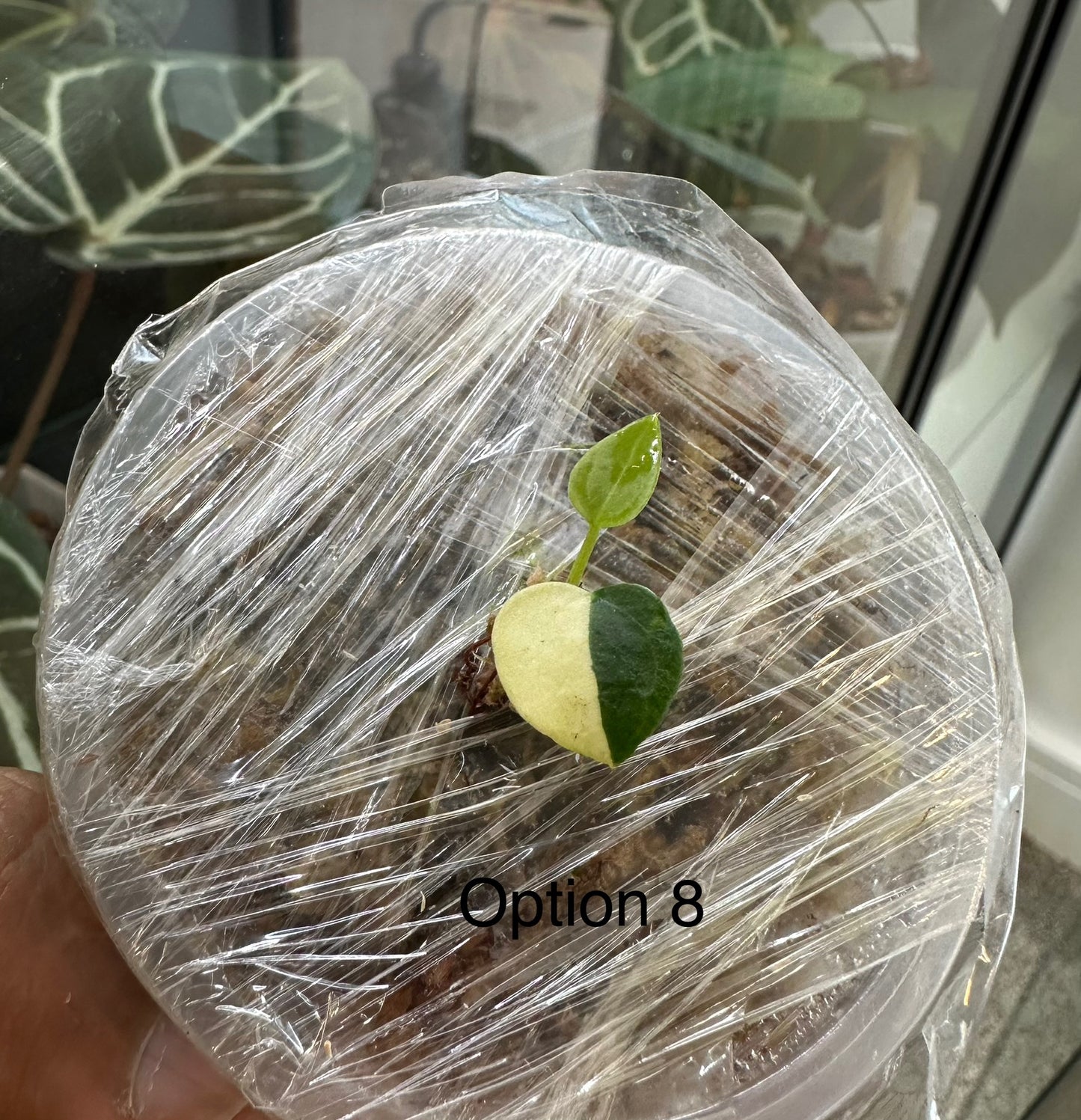 Anthurium Papillilaminum Variegated x Crystallinum Marble Variegated