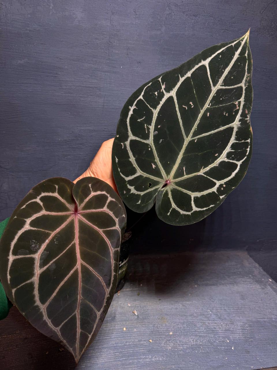 anthurium red crystal Anthurium Tezula Red Crystal x Tezula Red Crystal – HappiestPlants