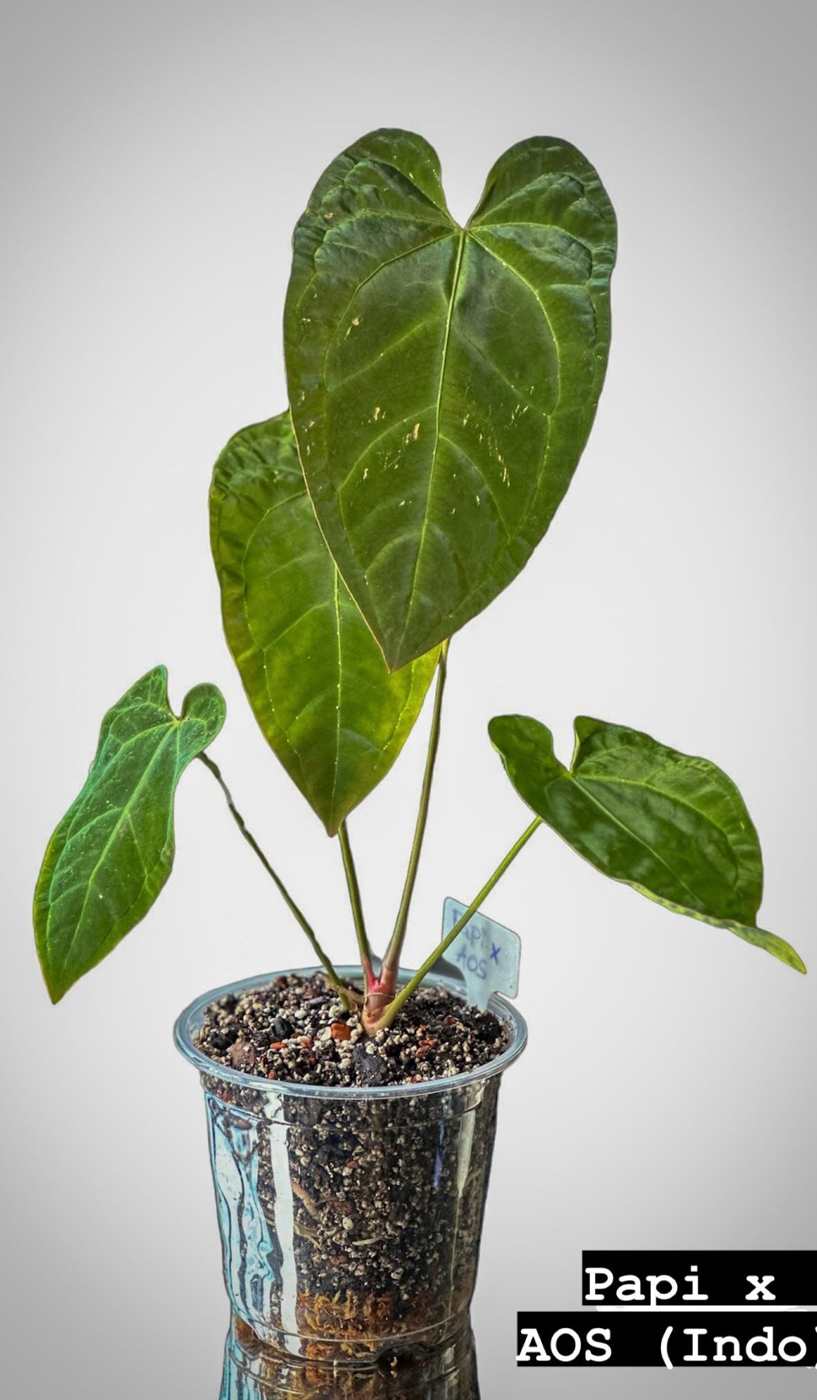 anthurium ace of spades hybrid Anthurium Papillilaminum X Ace of Spades (Aos)
