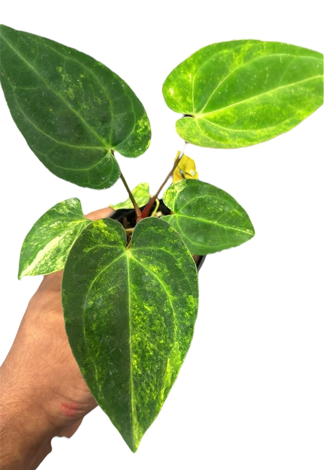 anthurium mosaic virus Anthurium Papillilaminum Variegated – HappiestPlants