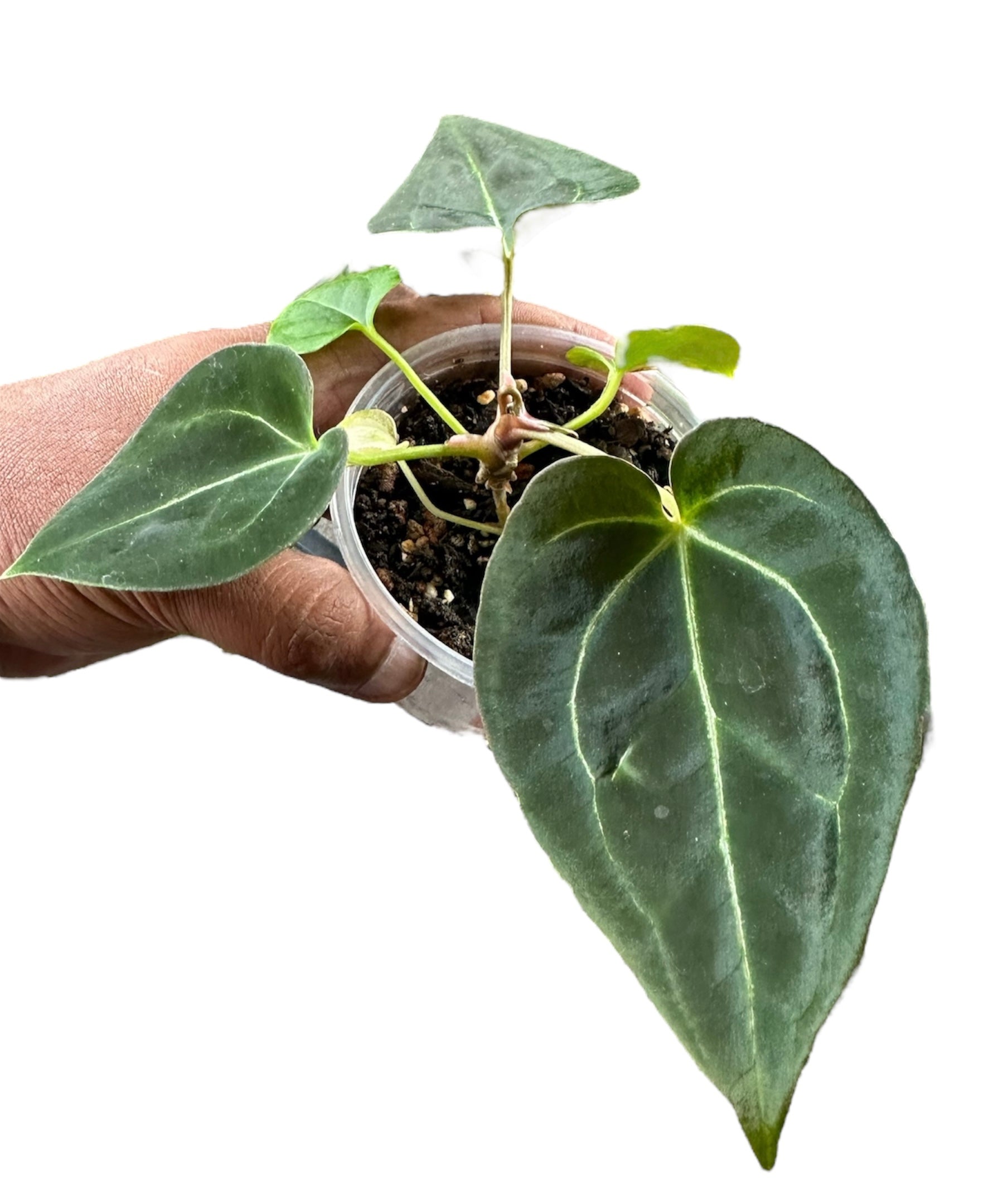 anthurium carlablackiae for sale Anthurium Carlablackiae x Besseae aff – HappiestPlants