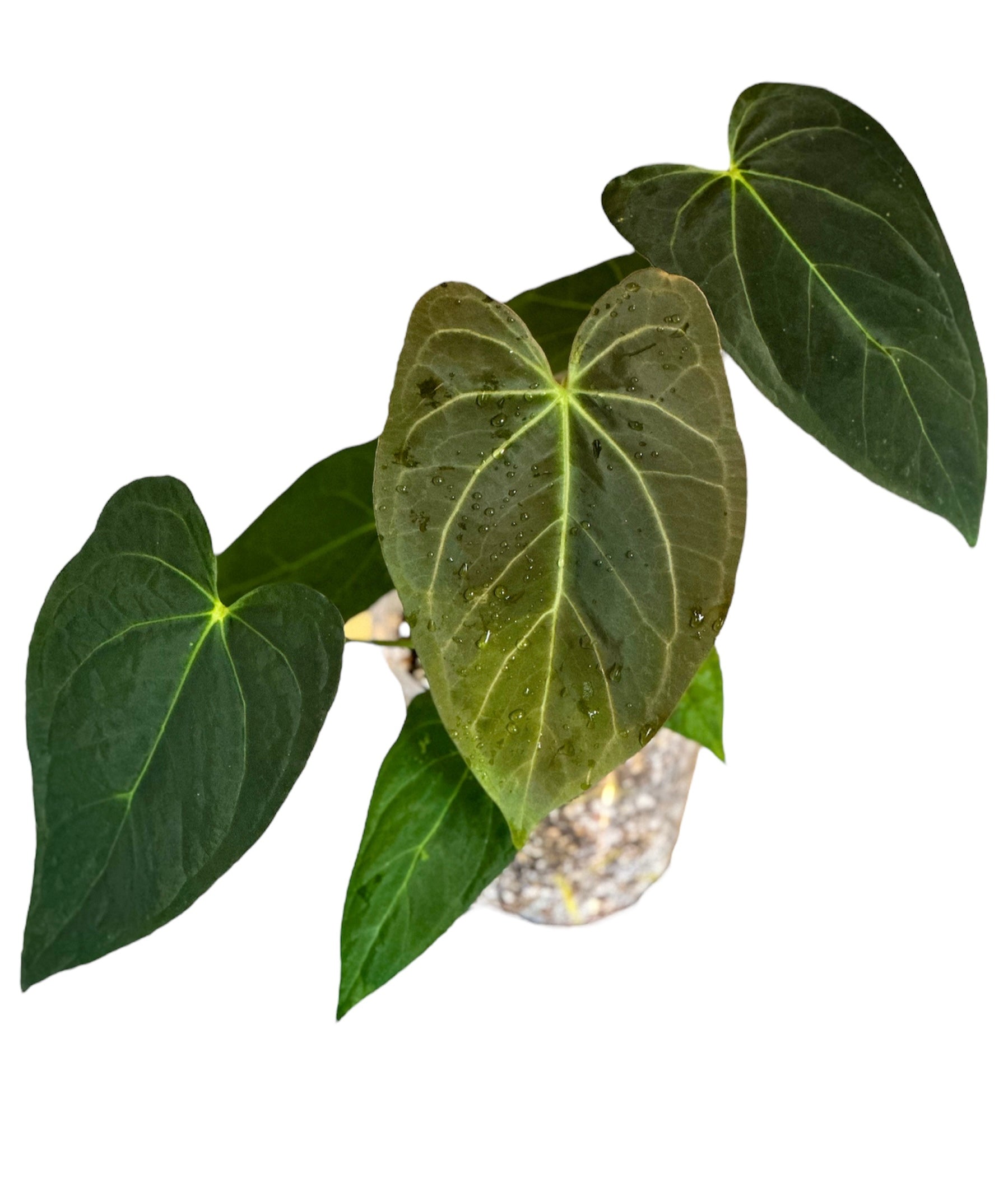 anthurium blue ocean Anthurium Ace of Spades (AOS) x Blue Papillilaminum – HappiestPlants
