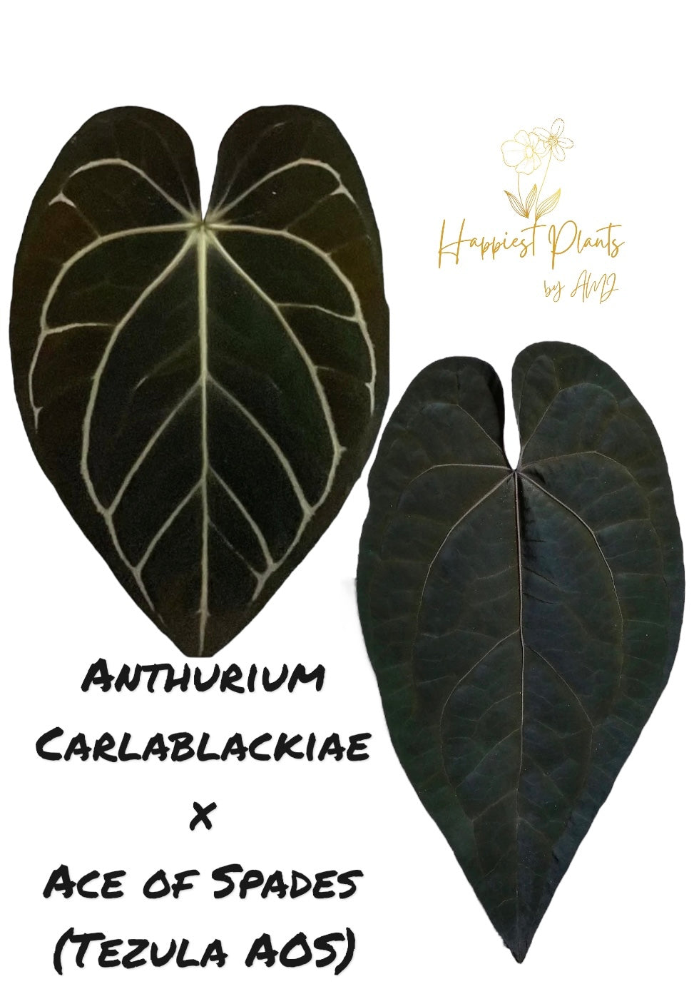 anthurium cephalium artiodactyla Anthurium Carlablackiae x Ace of Spades (Tezula AOS) – HappiestPlants