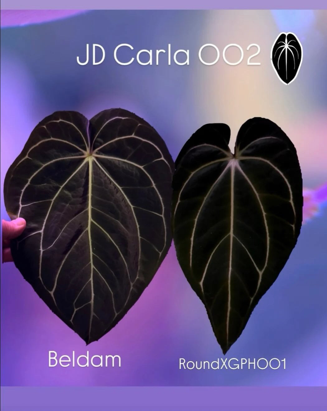 Anthurium Carlablackiae JD02 – Beldam x (Round x GPH-001)