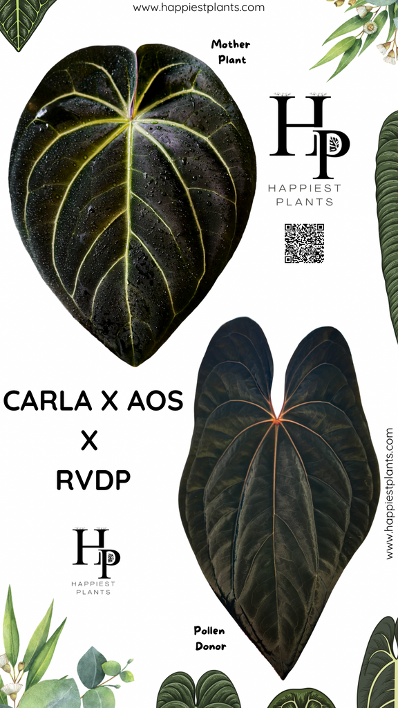 Anthurium Carlablackiae × AOS X RVDP – HappiestPlants Anthurium Carlablackiae × AOS X RVDP – HappiestPlants
