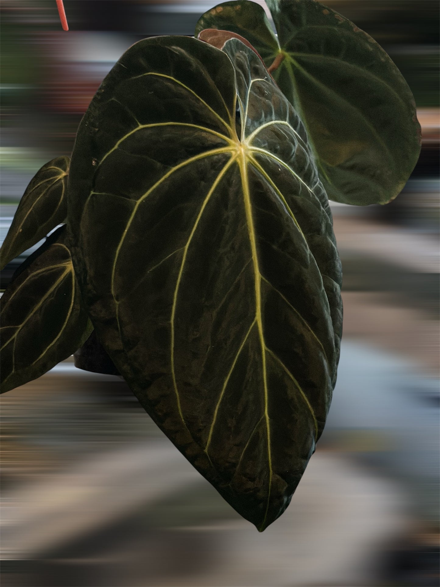 Anthurium RVDP X Carlablackiae × AOS