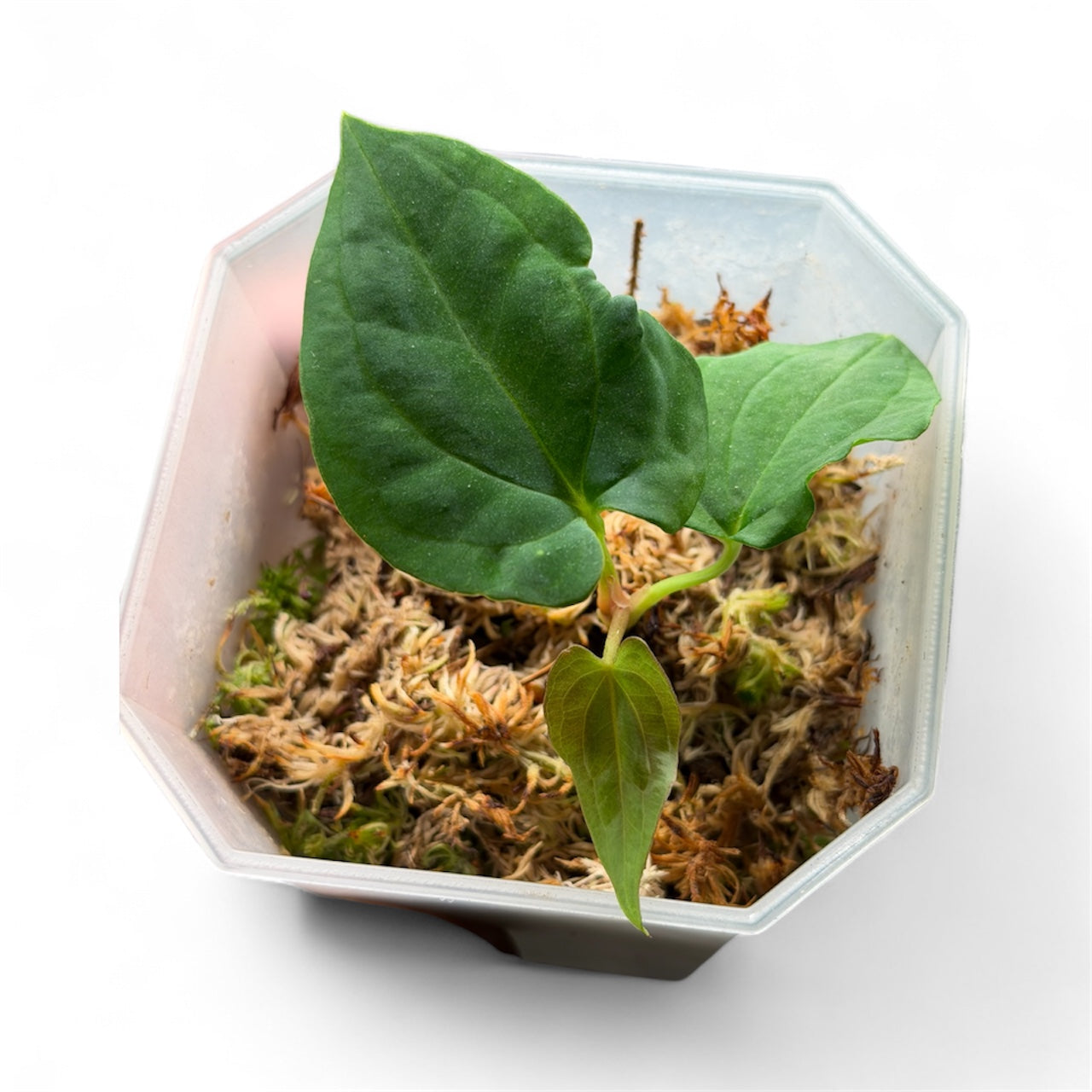 Anthurium Pap Ree Gardens × BVEP – Offset