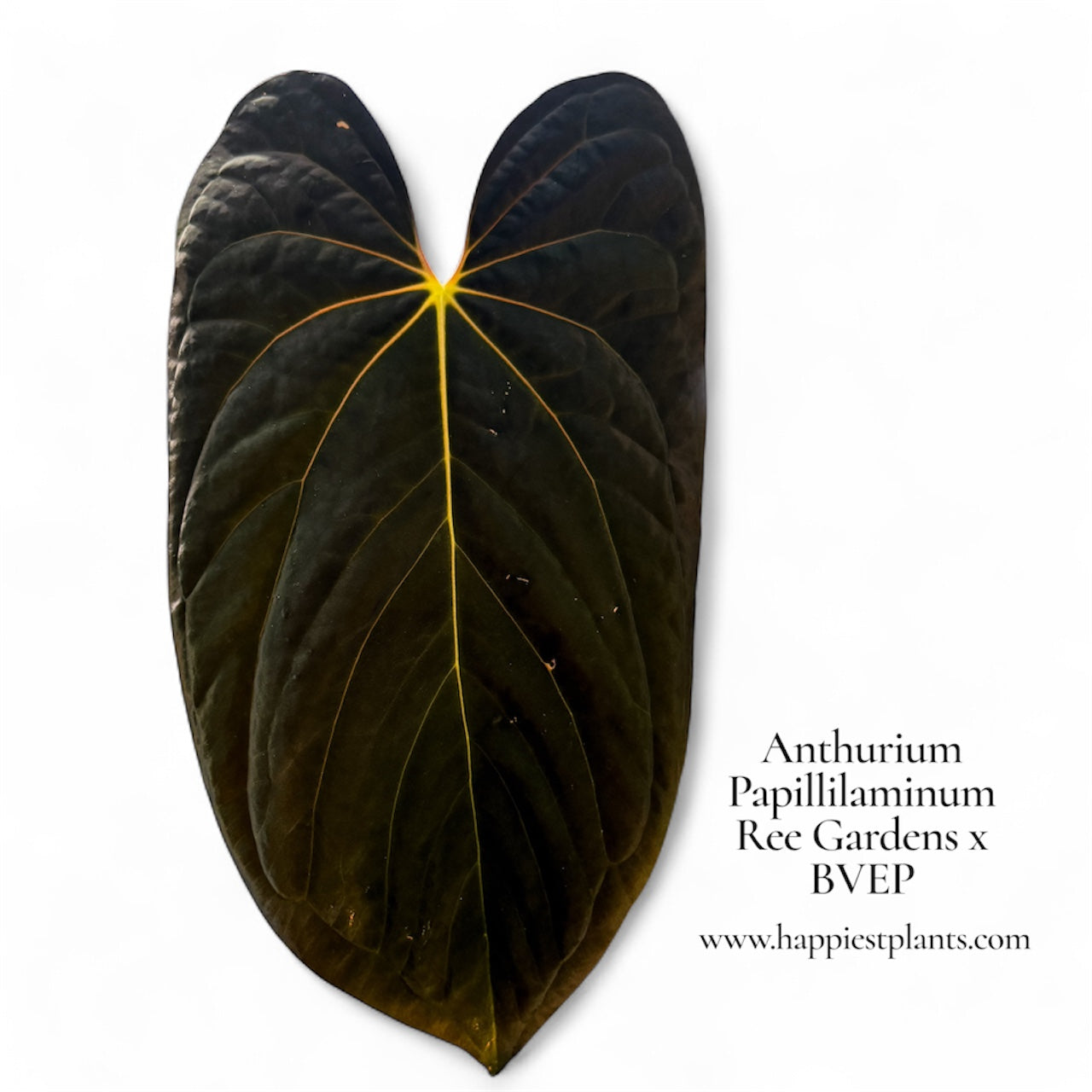 Anthurium Pap Ree Gardens × BVEP – Offset – HappiestPlants