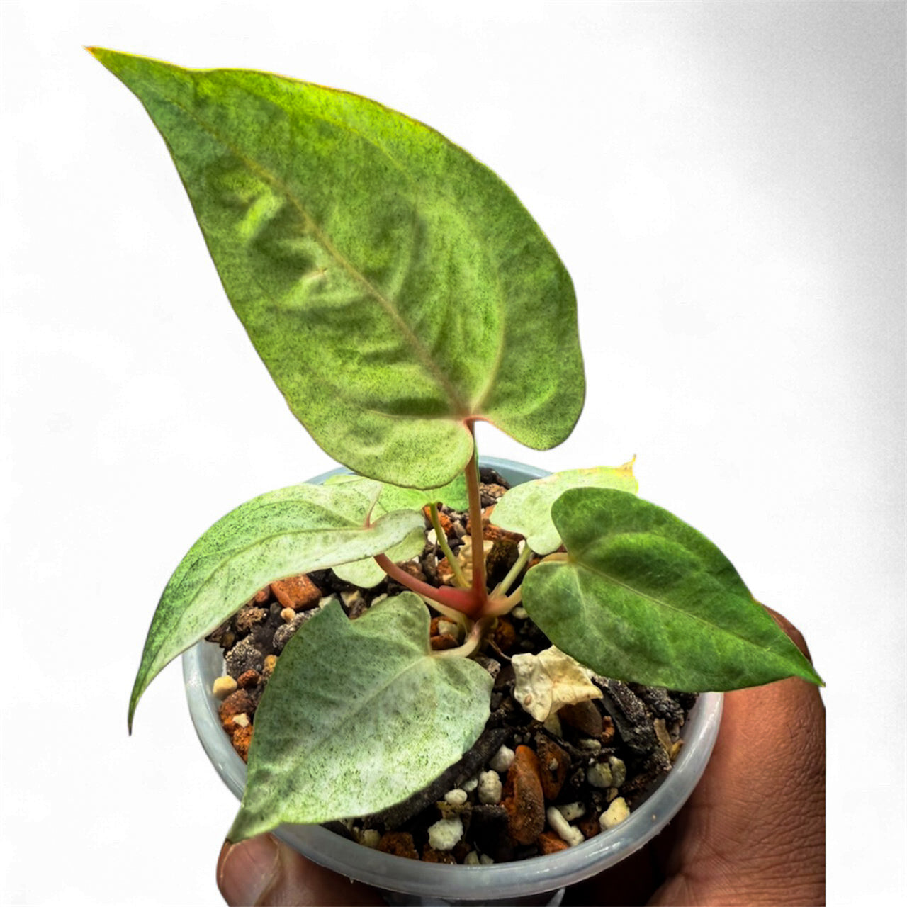 Pap Var - Mint Variegated