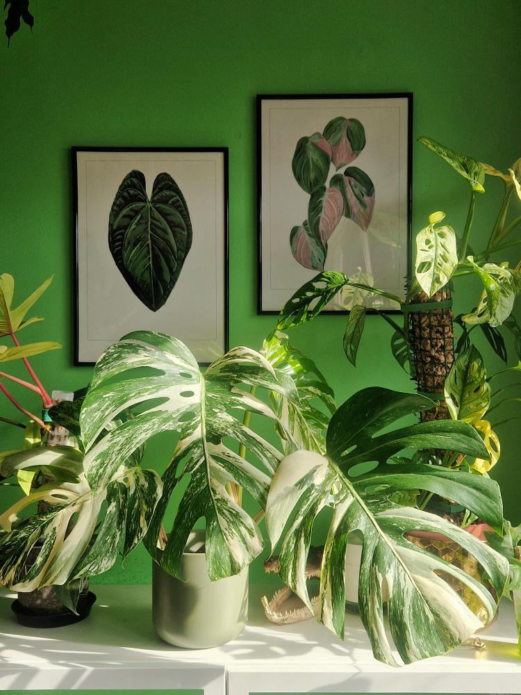 Anthurium ‘Forgetii DF’ – Fine Art Watercolour Print