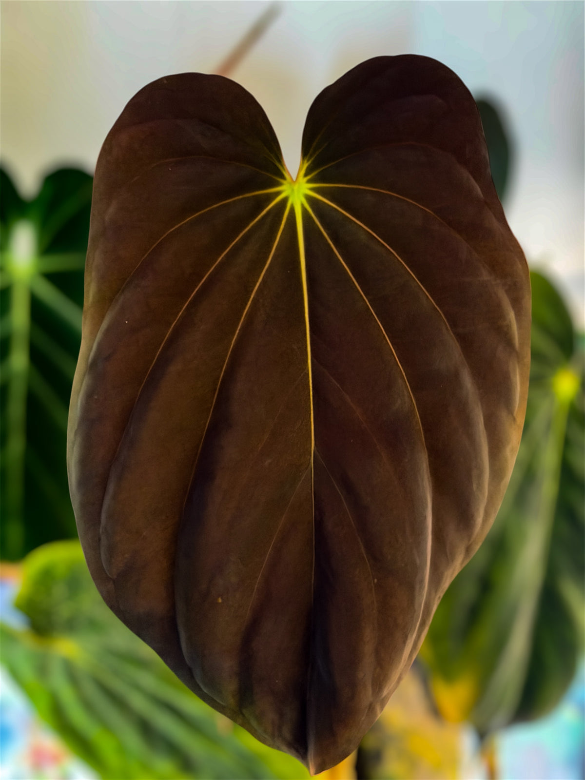 Anthurium Antolakii / BVEP (RF1 x DS) x (RF x Felix)