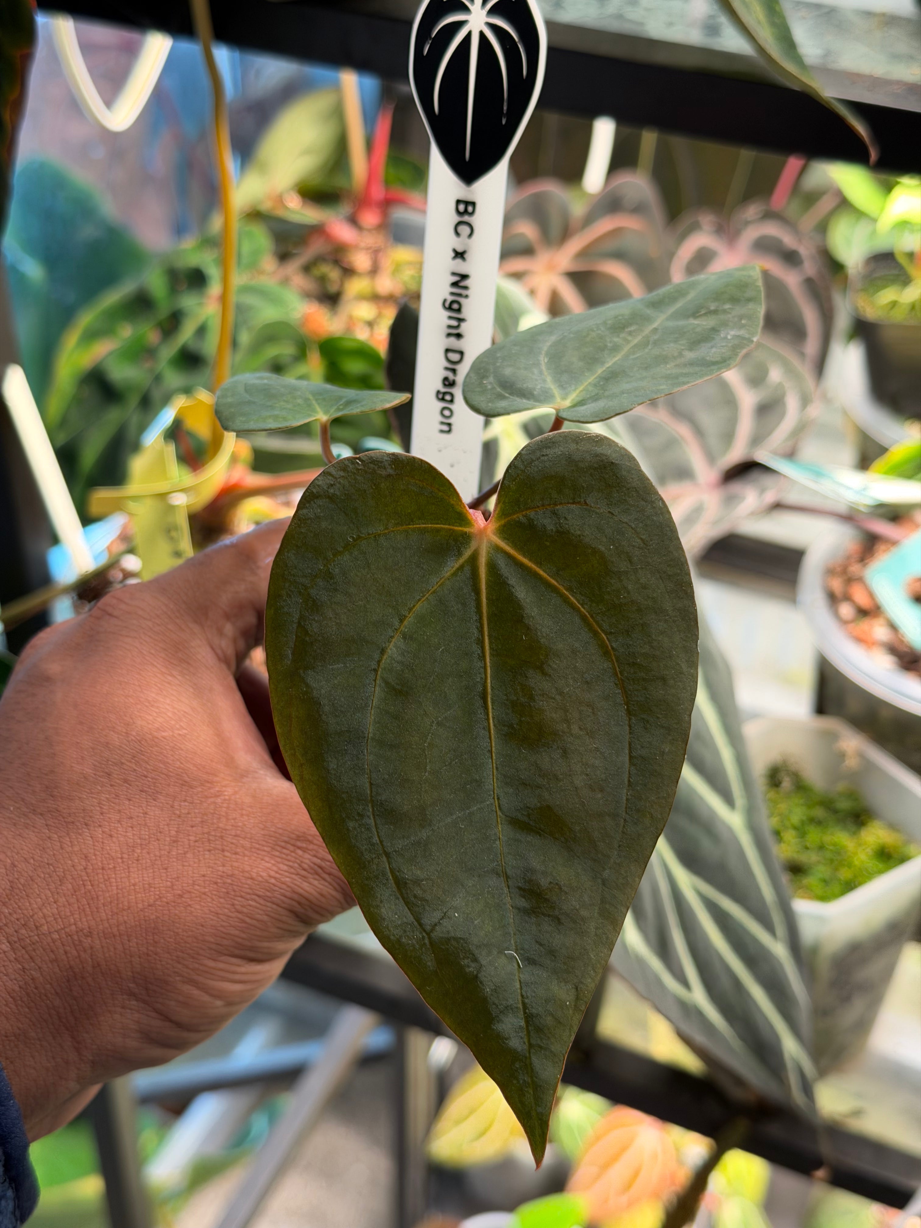 No.120★アバロン④★Premiumカラー★CSブラック★popx★ Anthurium BVEP Carlablackiae X Night Dragon – HappiestPlants