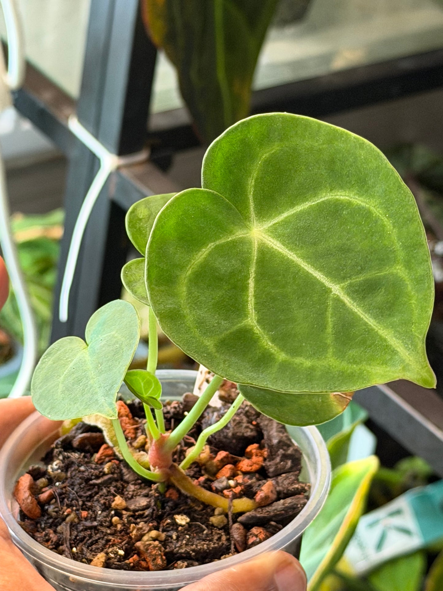 Anthurium Queen Clarinervium S1