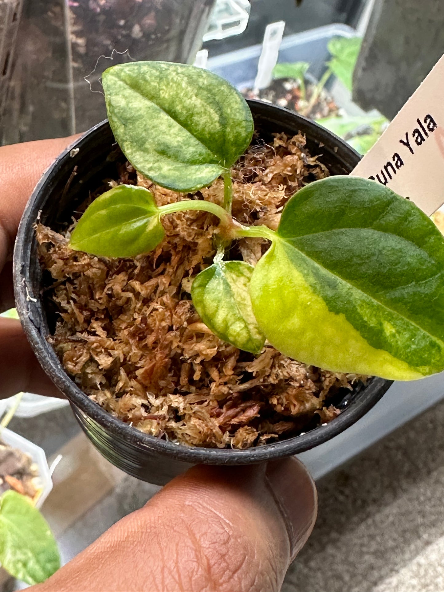 Variegated Anthurium